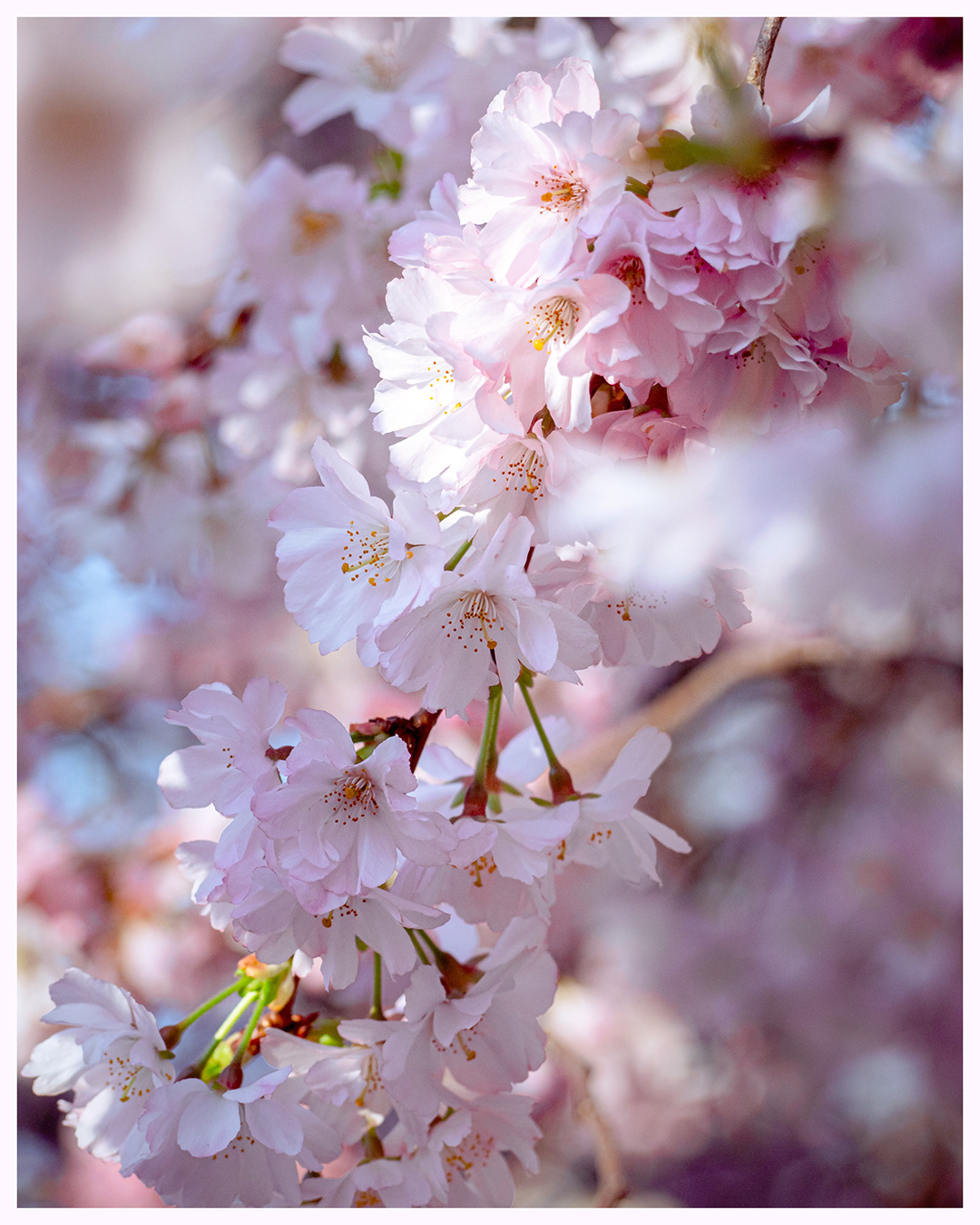 cherry blossoms