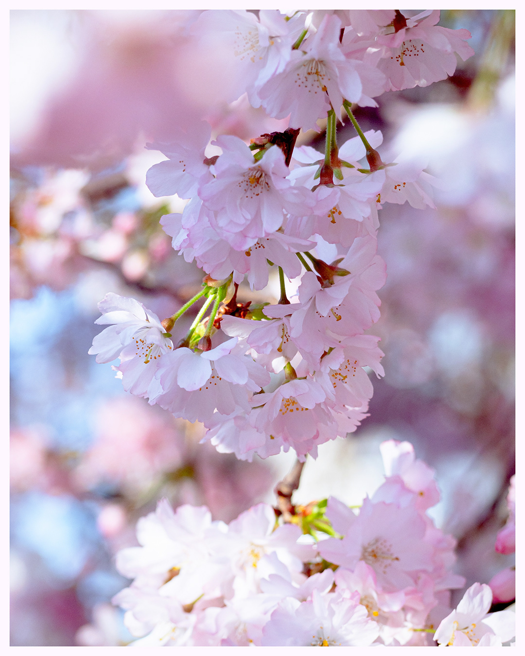 cherry blossoms