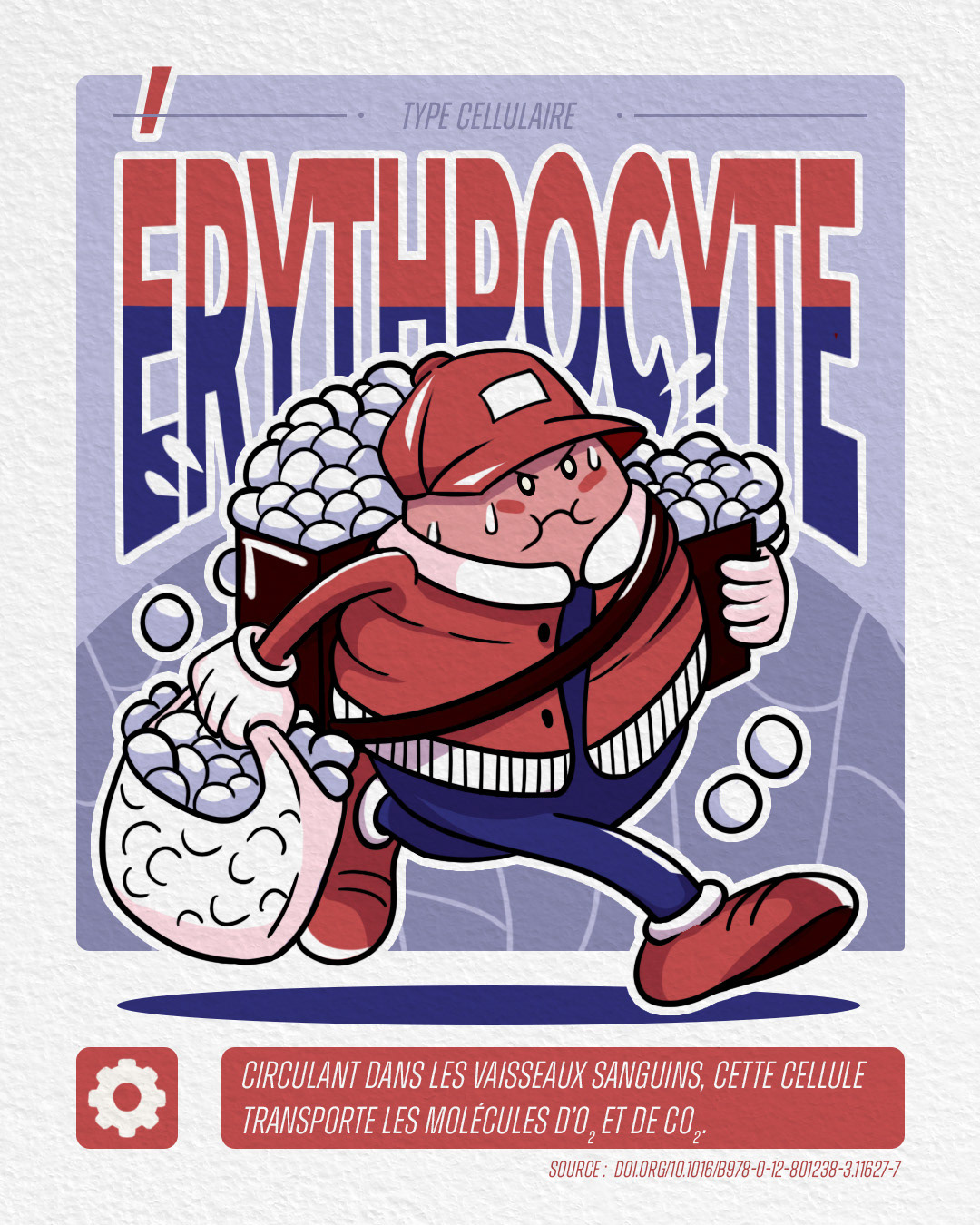 erythrocyte