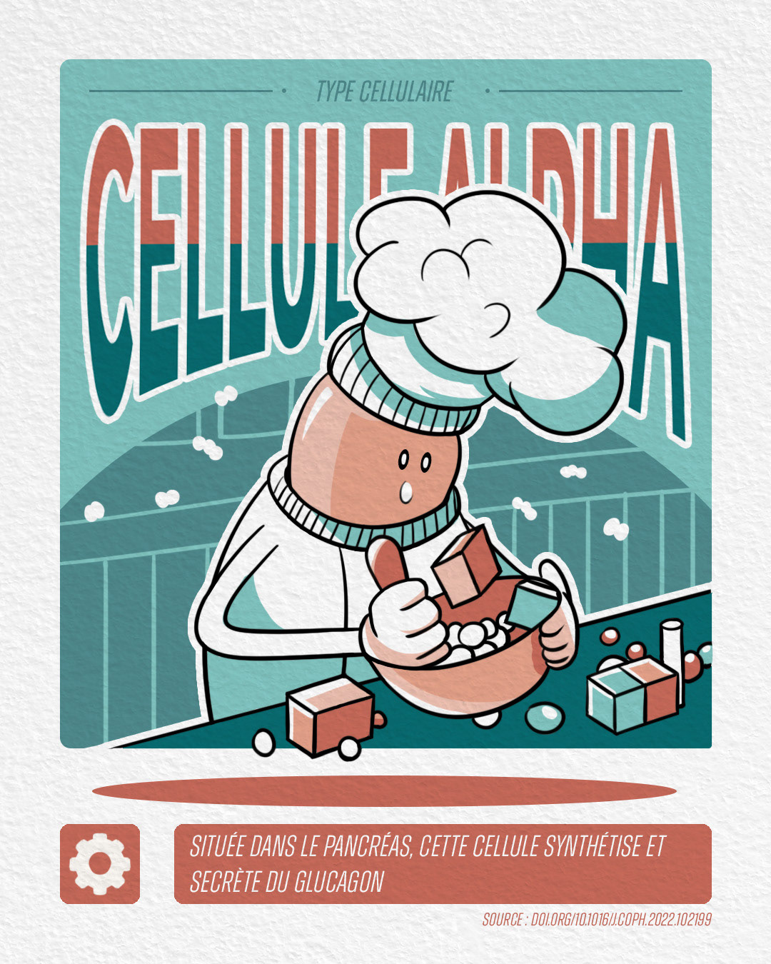 cellule alpha