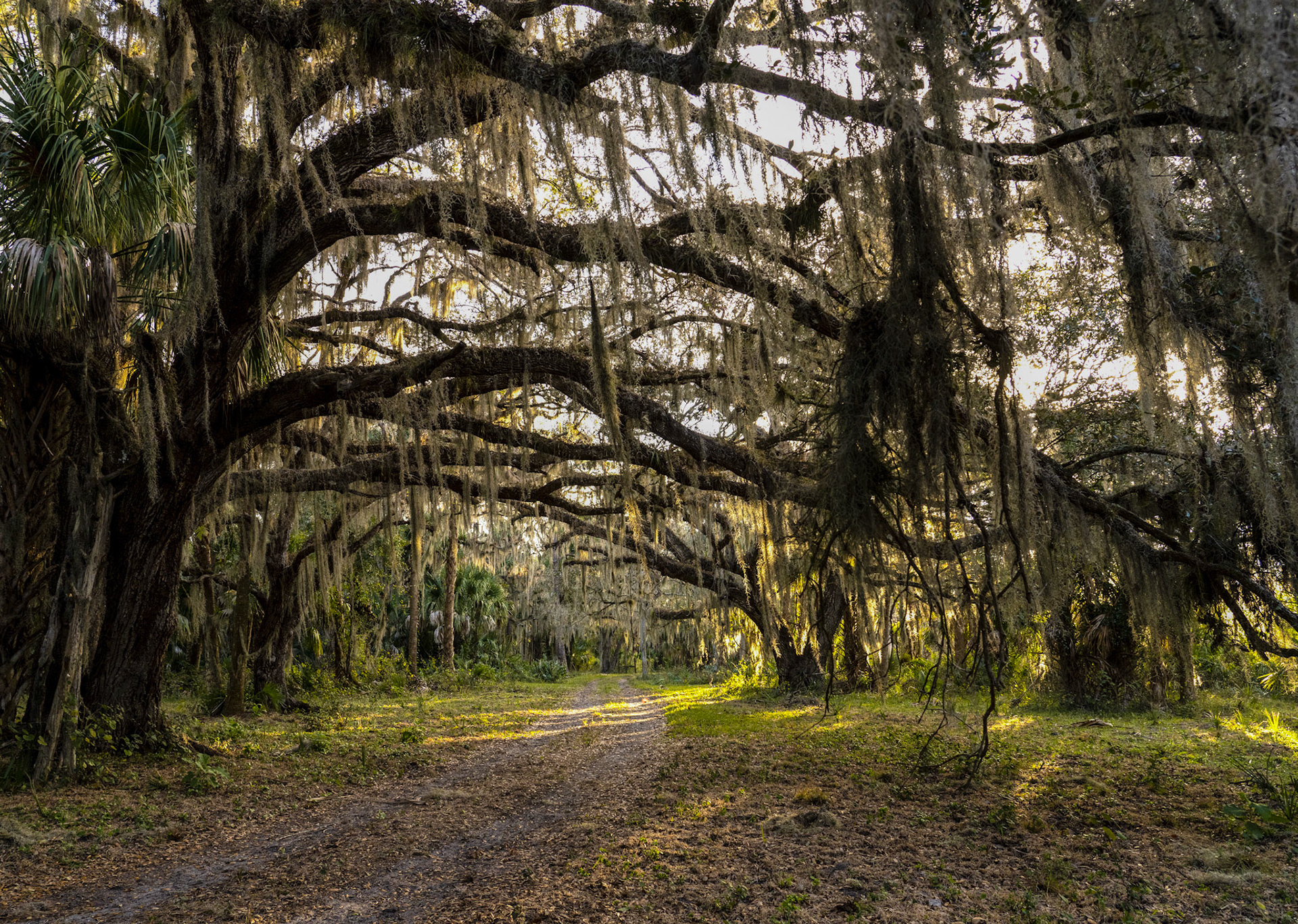 Sphagnum moss at Adams Ranch