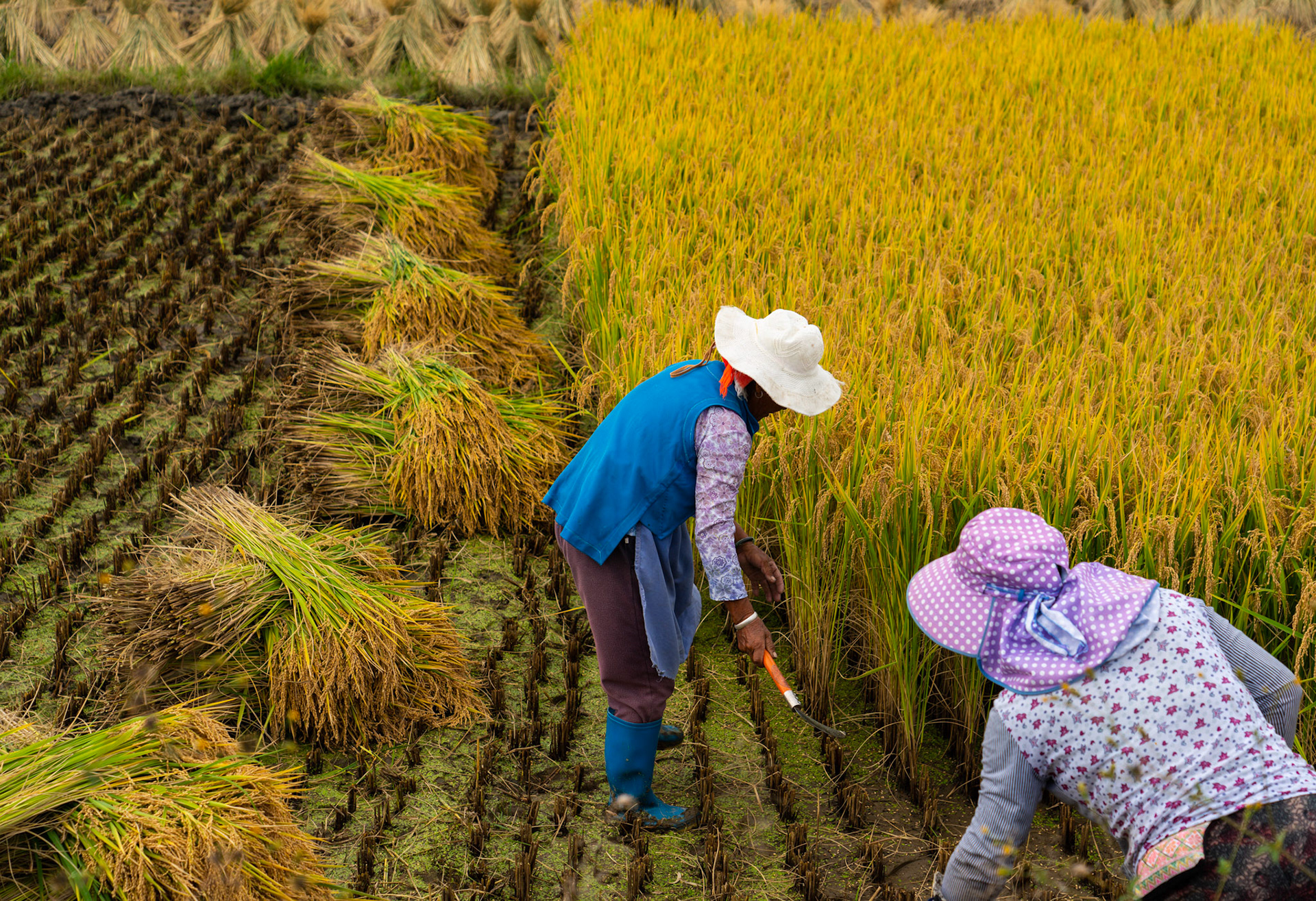 Rice Harvest, Dali, China