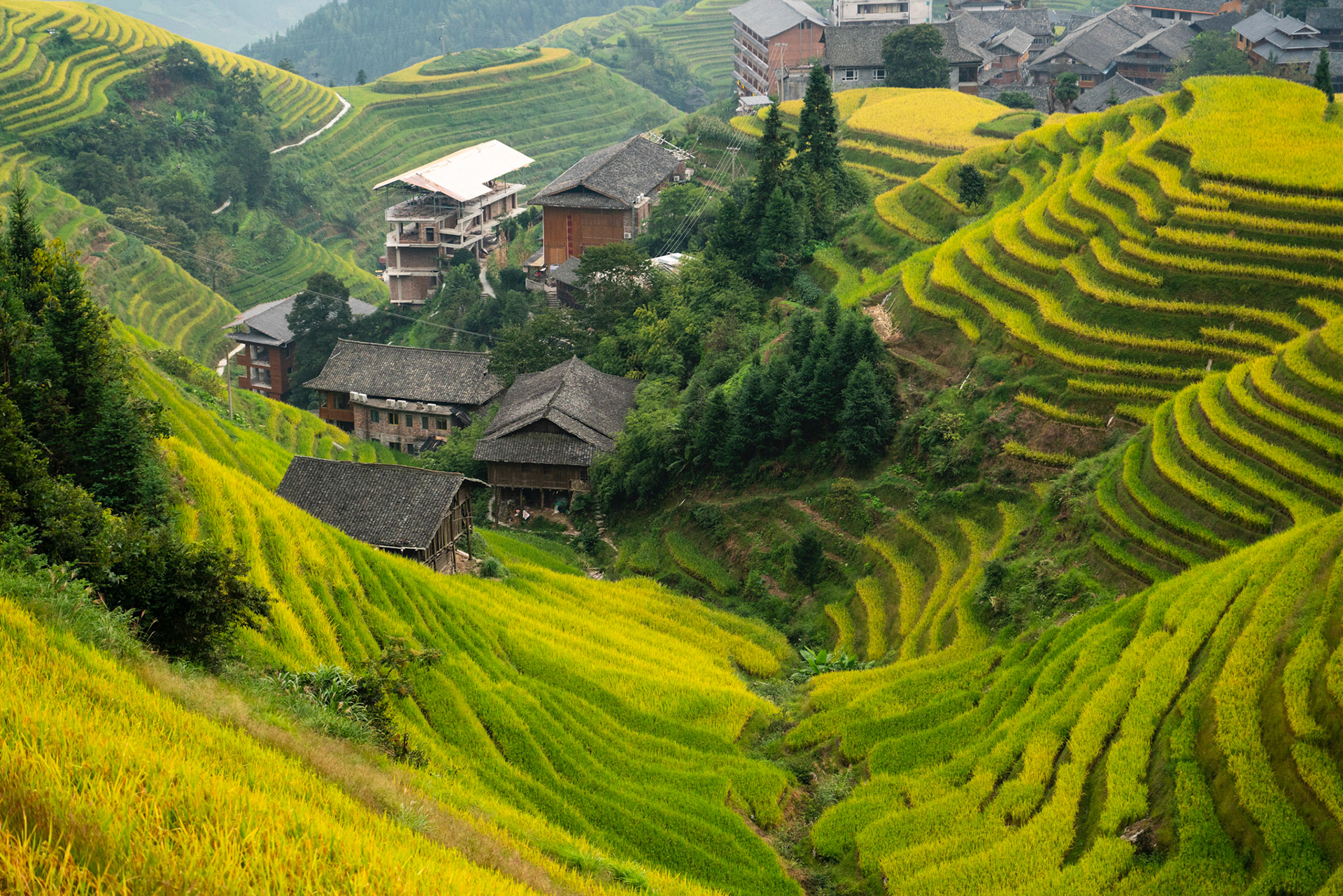 Rice Terraces, China