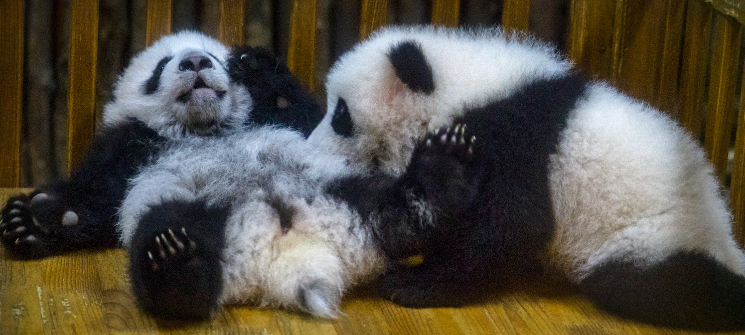 Chengdu Baby Pandas, China