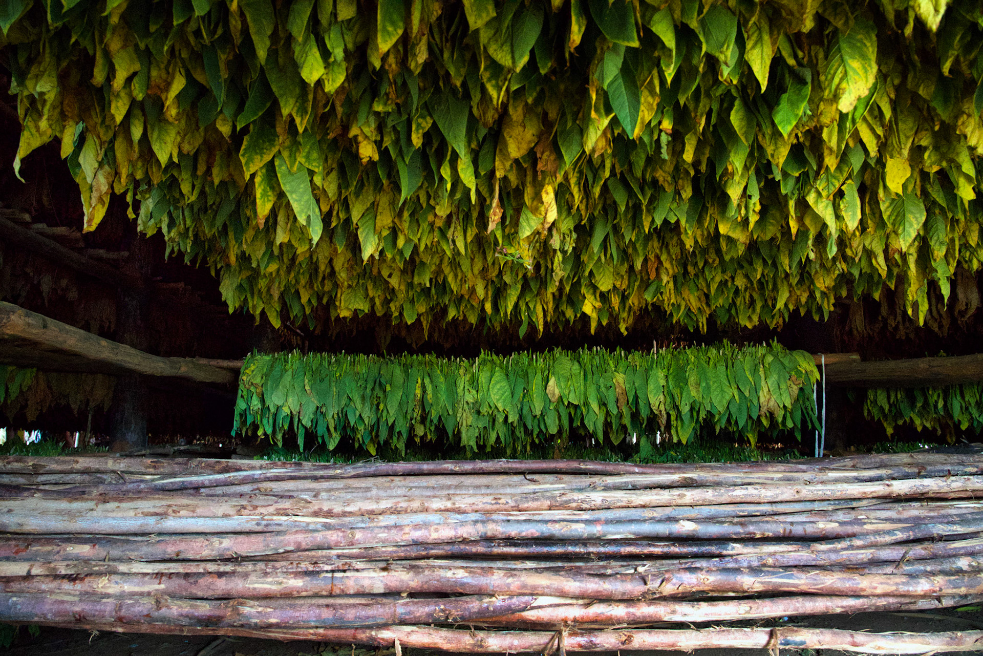 Tobacco Drying, Valley Viñales