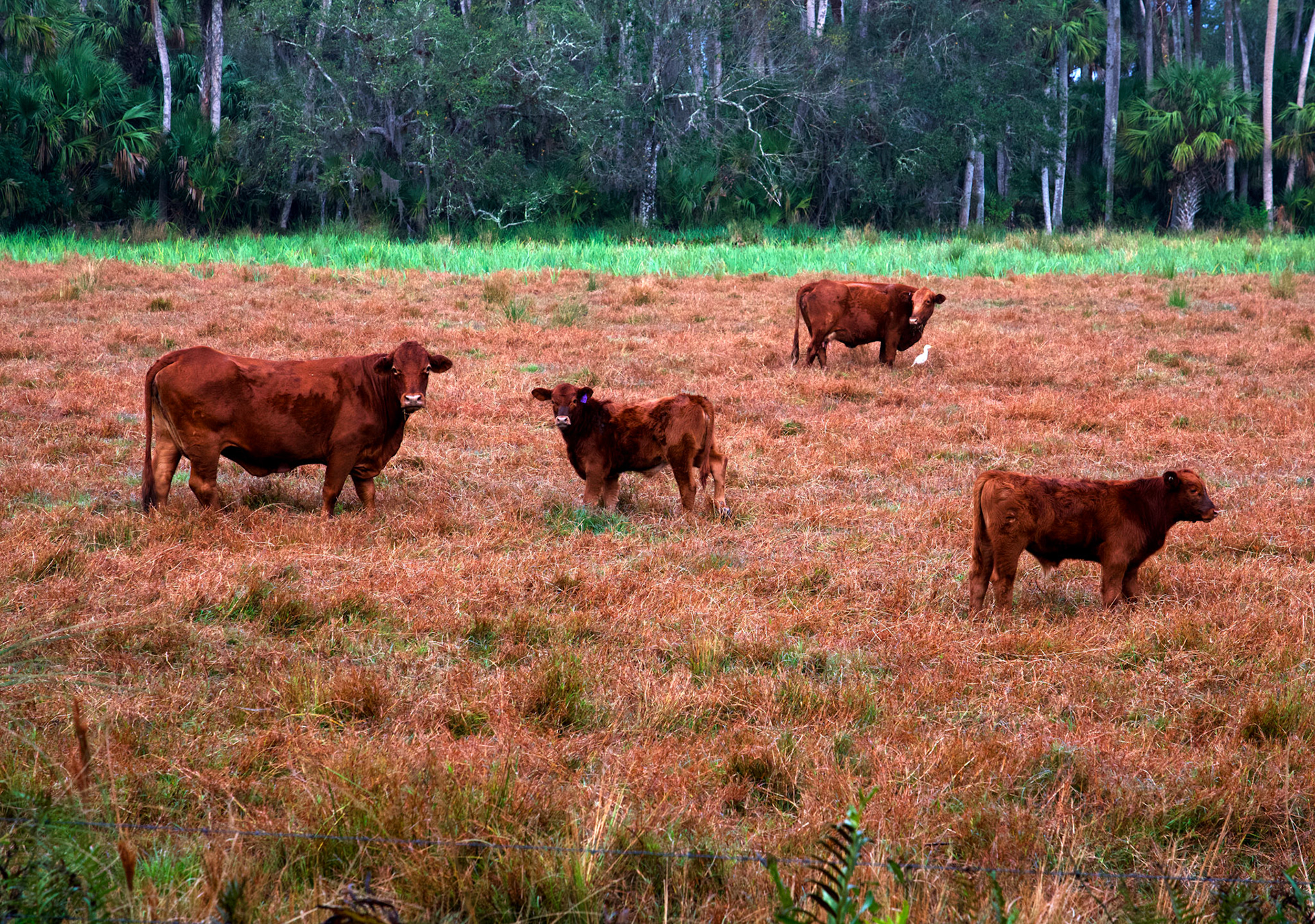 Florida Cows