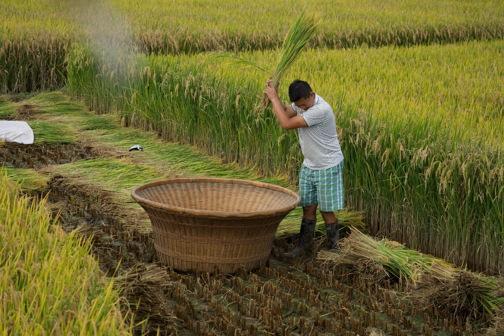 Rice Harvest, Dali, China