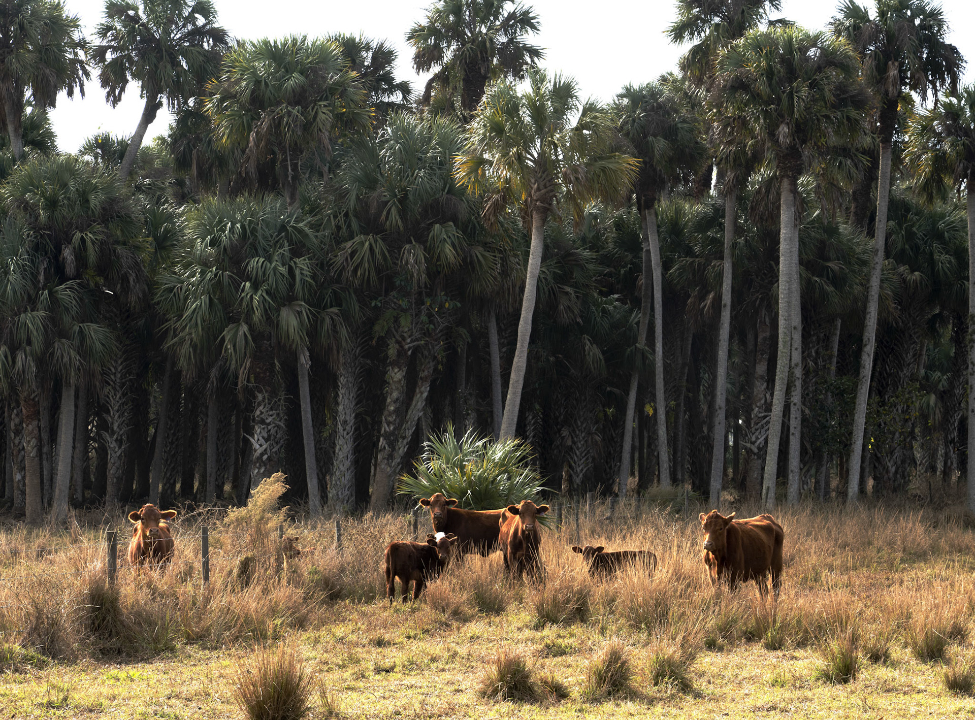 Florida Cows