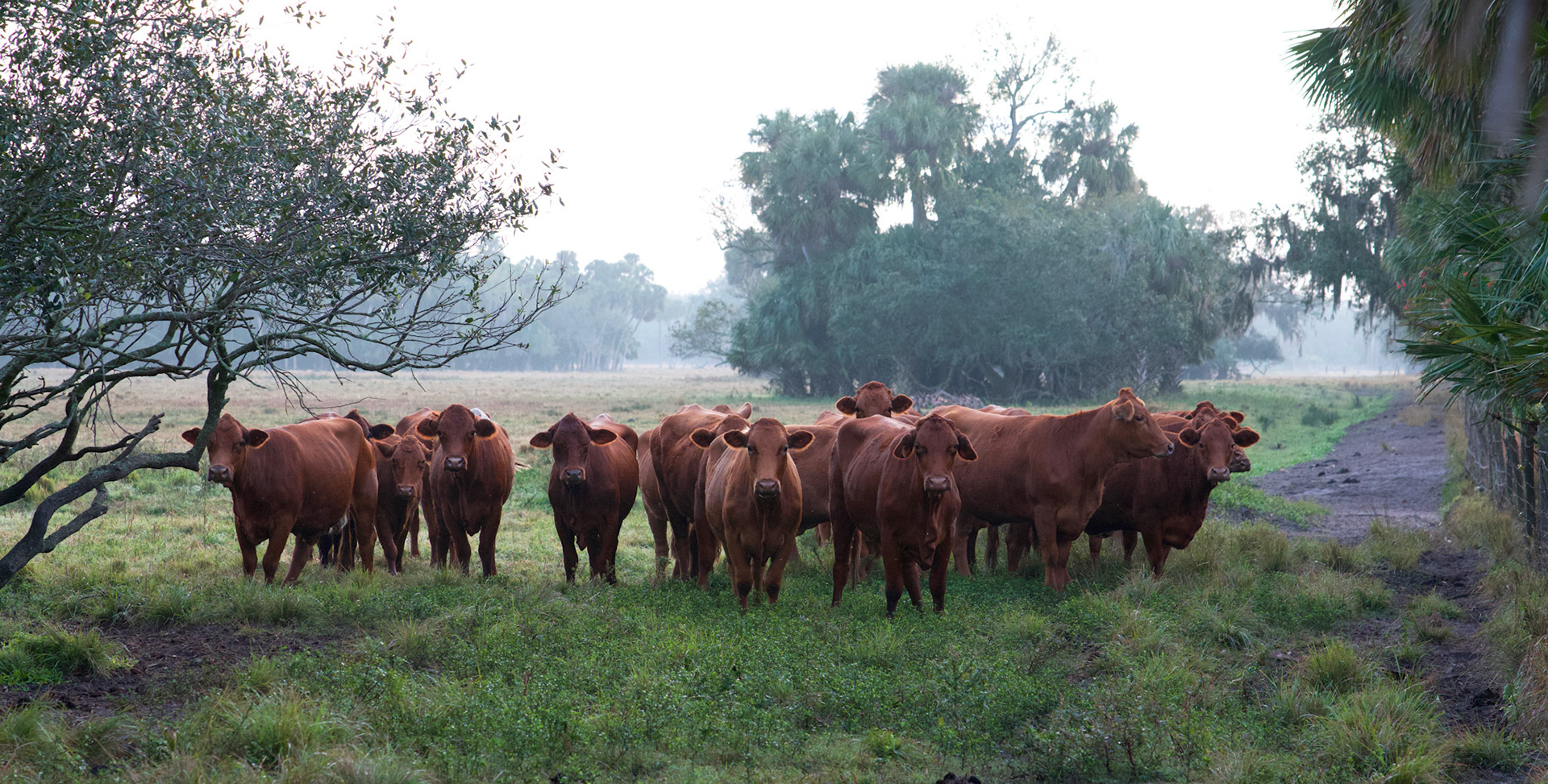 Florida Cows
