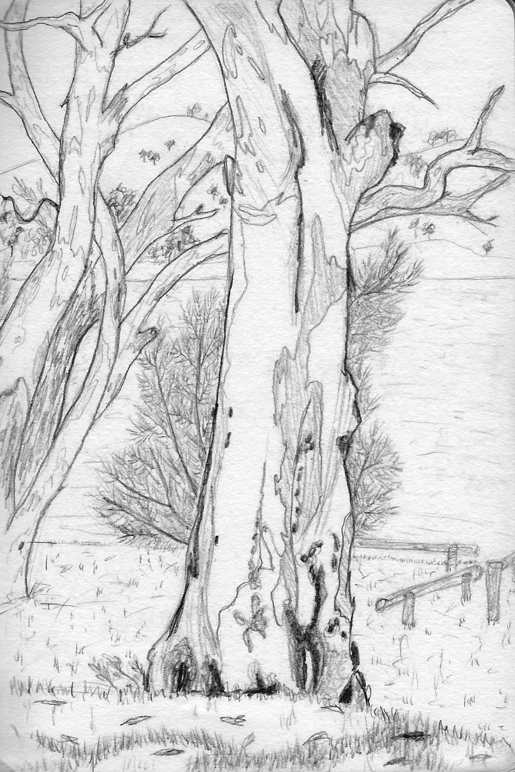 Gum Tree, Wyangala, pencil