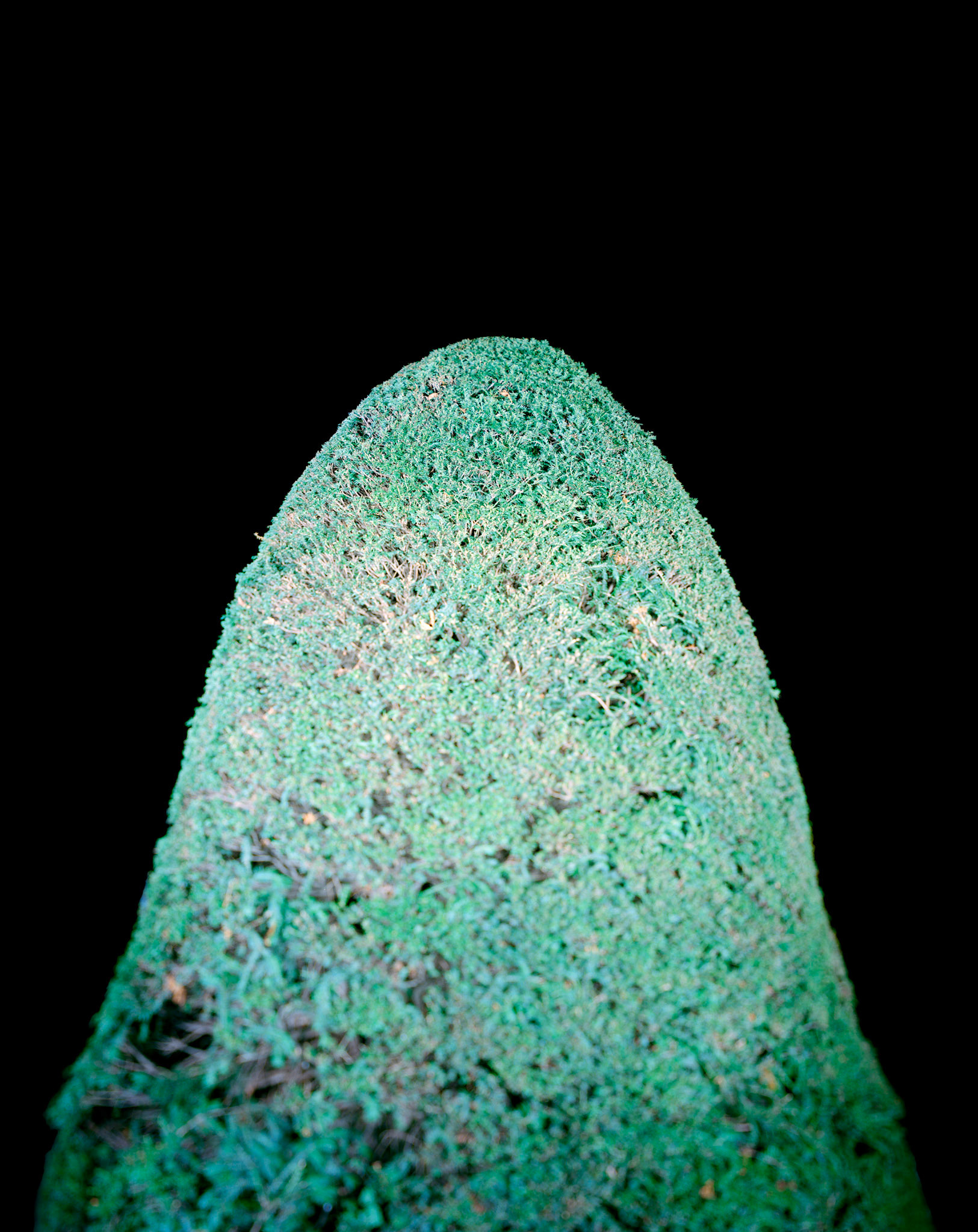 View the scenes #675 #Plant #Tree #CE2010 #60x50cm