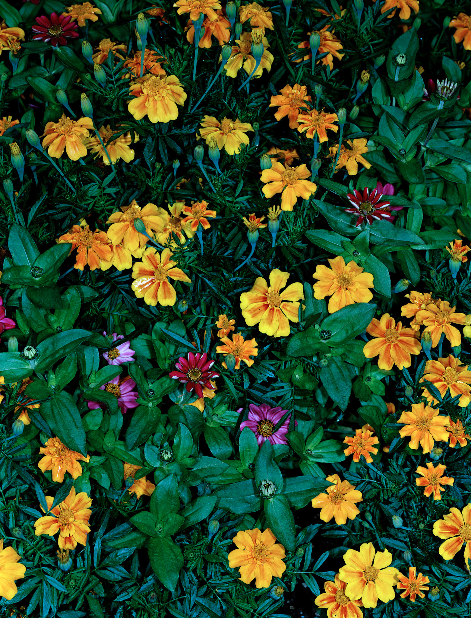 View the scenes #484 #Plant #Flower #CE2008 #60x50cm.jpg