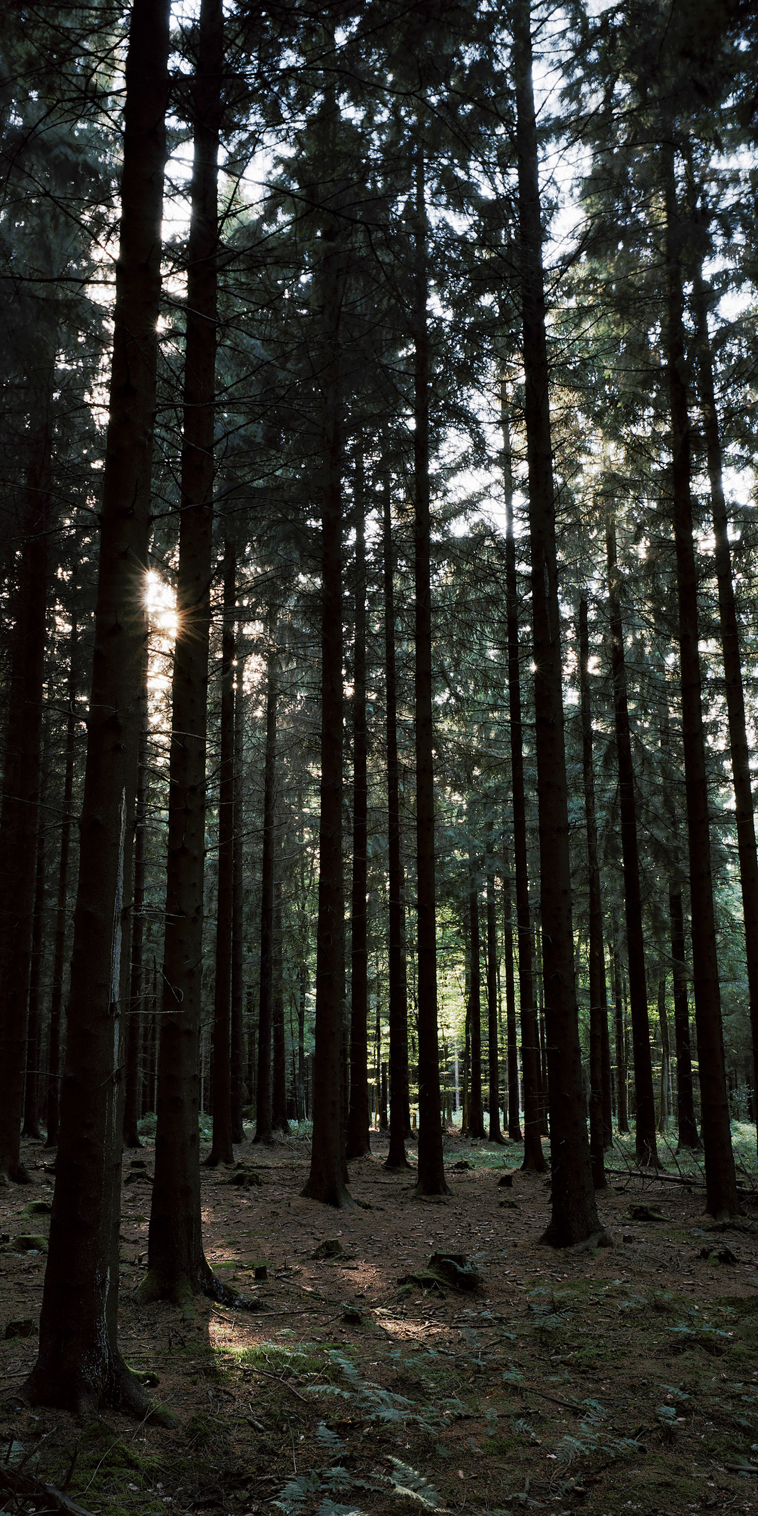 View the scenes #765 #Field #Death #WWII #Huertgenwald #CE2011 #120x60cm