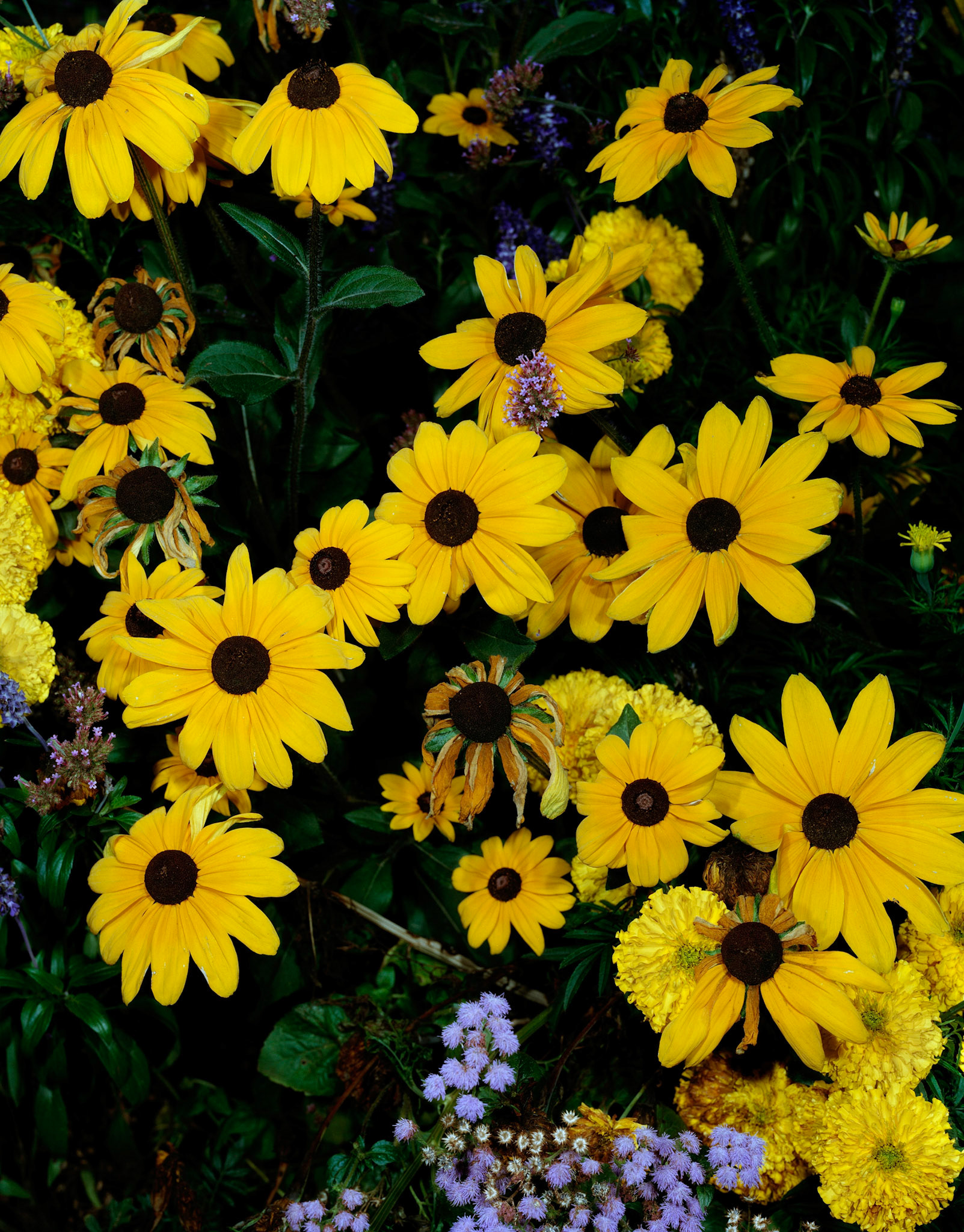 View the scenes #498 #Plant #Flower #CE2008 #60x50cm