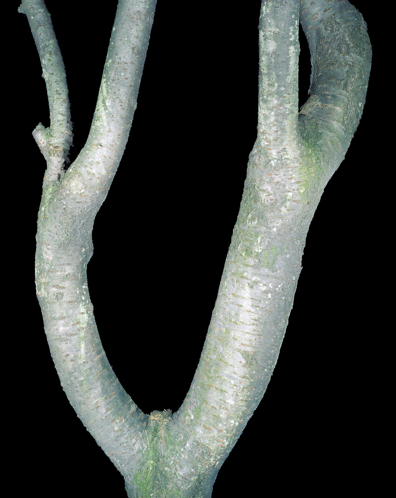 View the scenes #13 #Plant #Branch #CE2003 #60x50cm