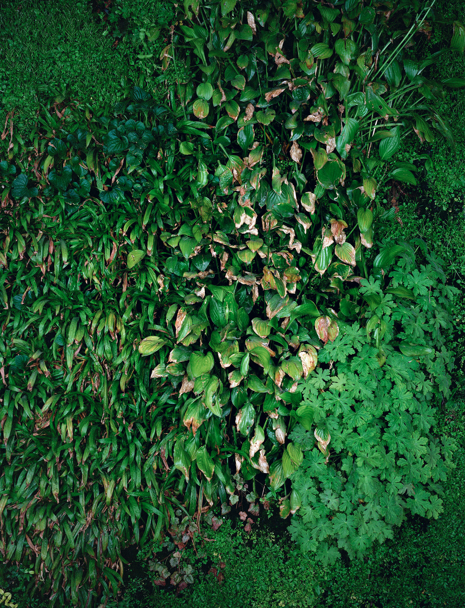 View the scenes #530 #Plant #Leaf #CE2008 #125x100cm