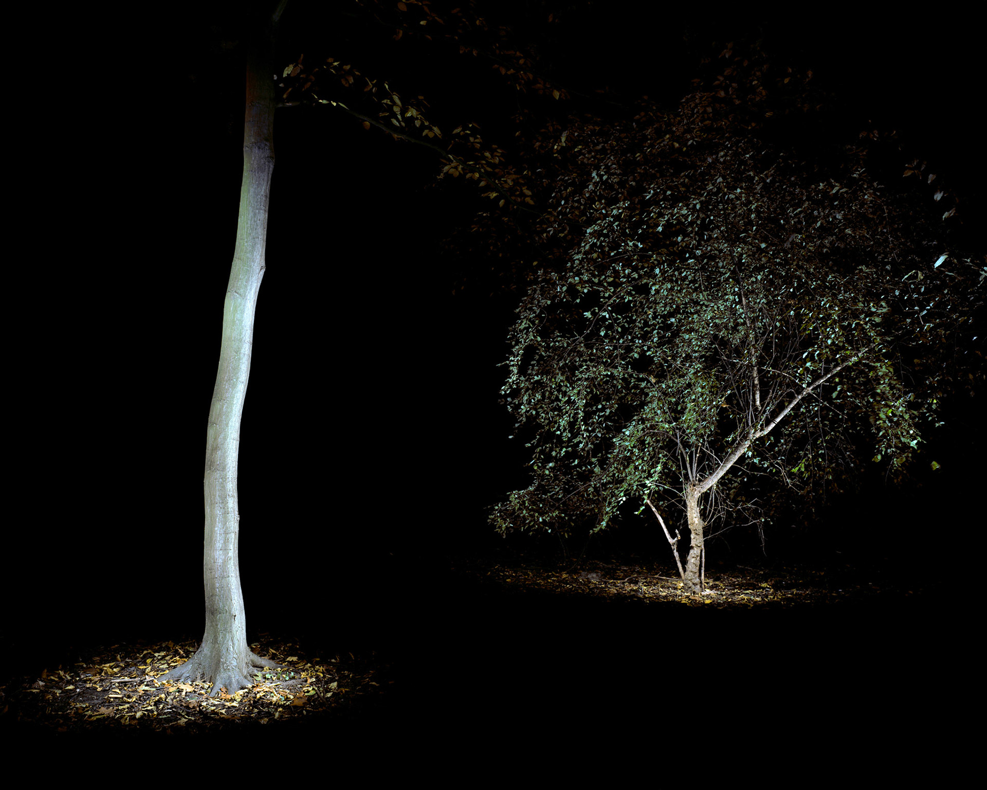 View the scenes #666 #Plant #Tree #CE2010 #100x125cm