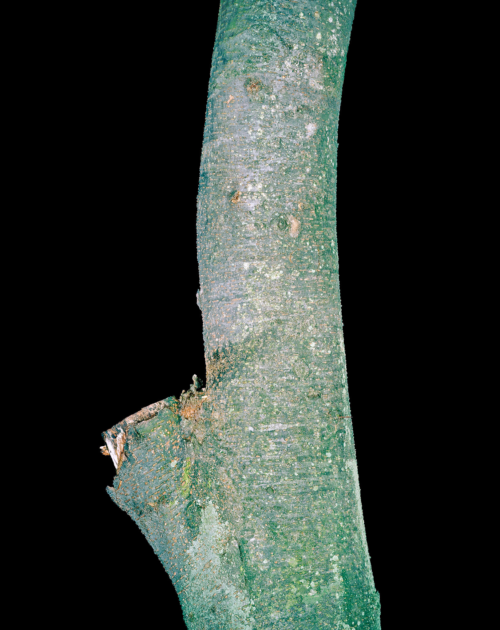 View the scenes #29 #Plant #Branch #CE2003 #60x50cm.jpg