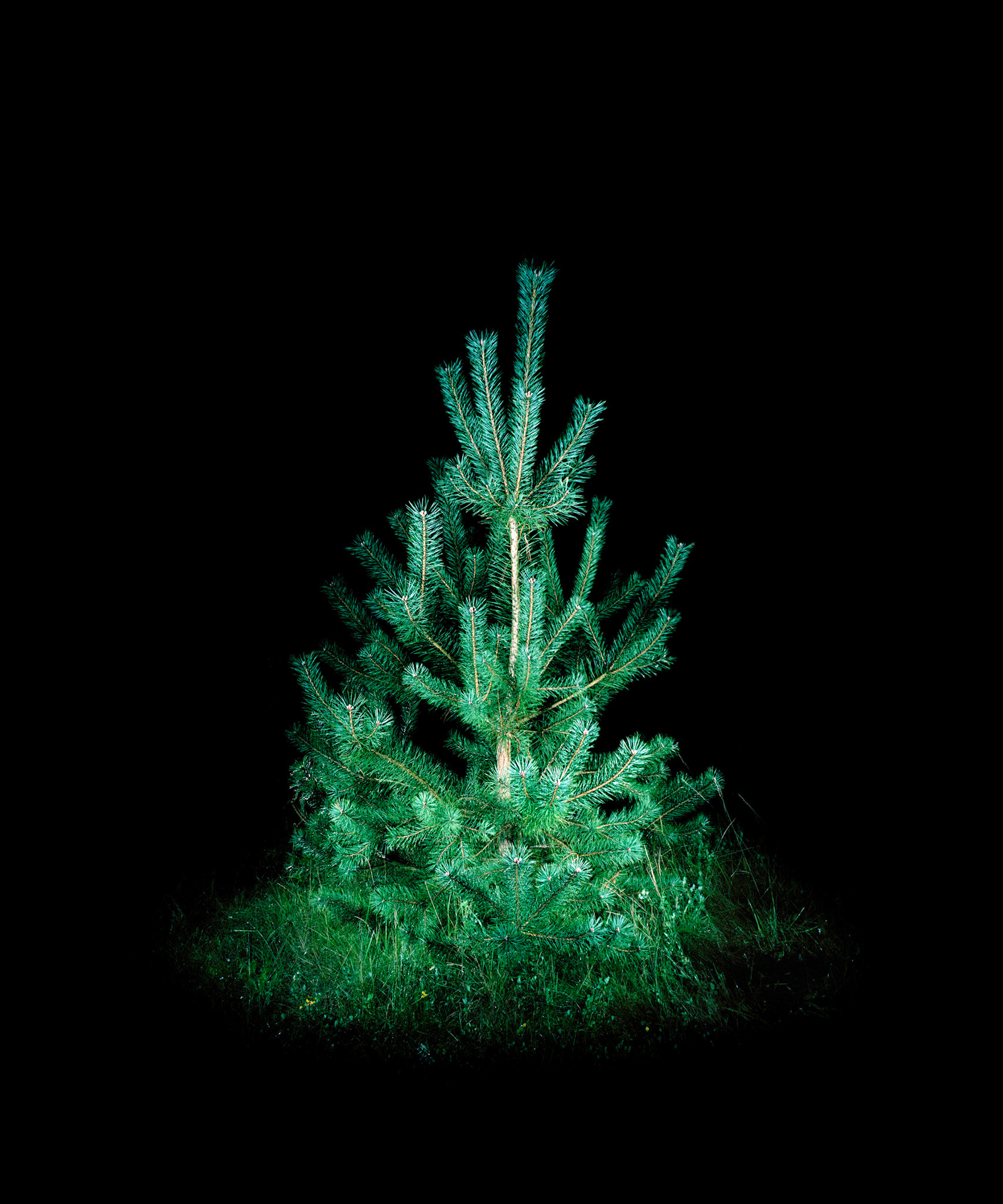 View the scenes #645 #Plant #Tree #CE2010 #125x100cm