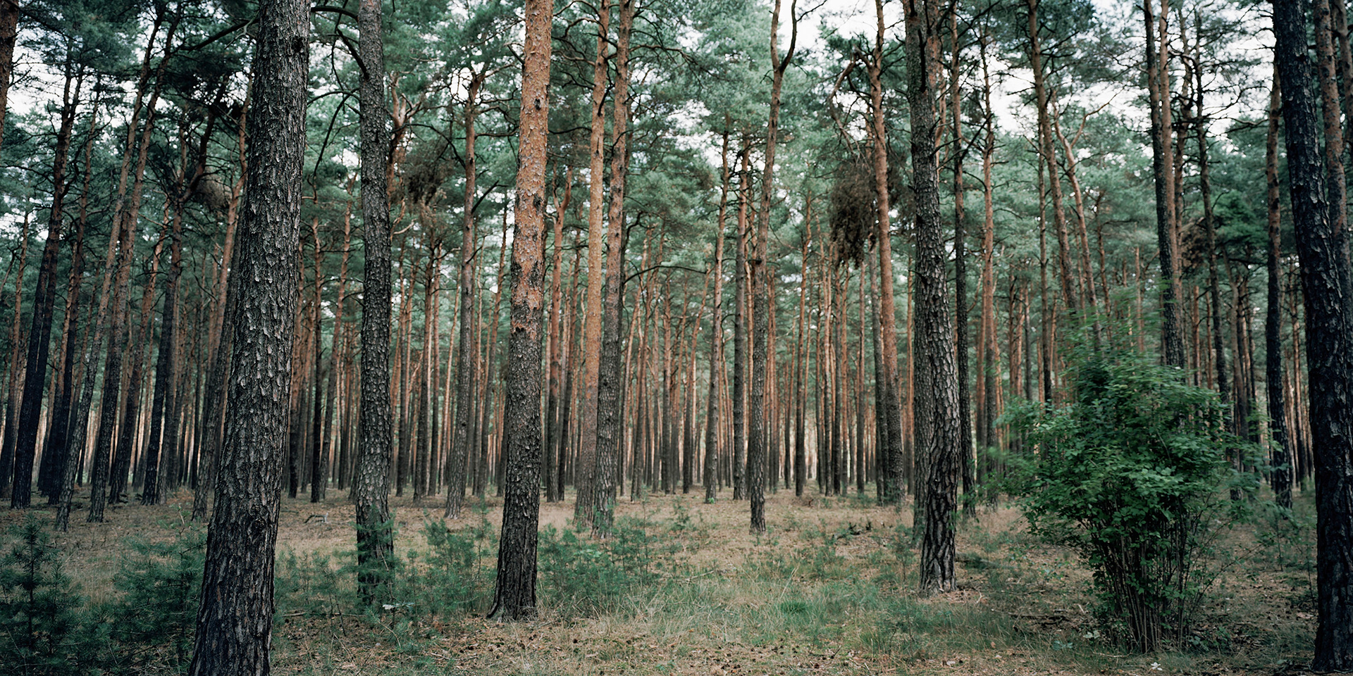 View the scenes #743 #Field #Death #WWII #Halbe #CE2011 #60x120cm