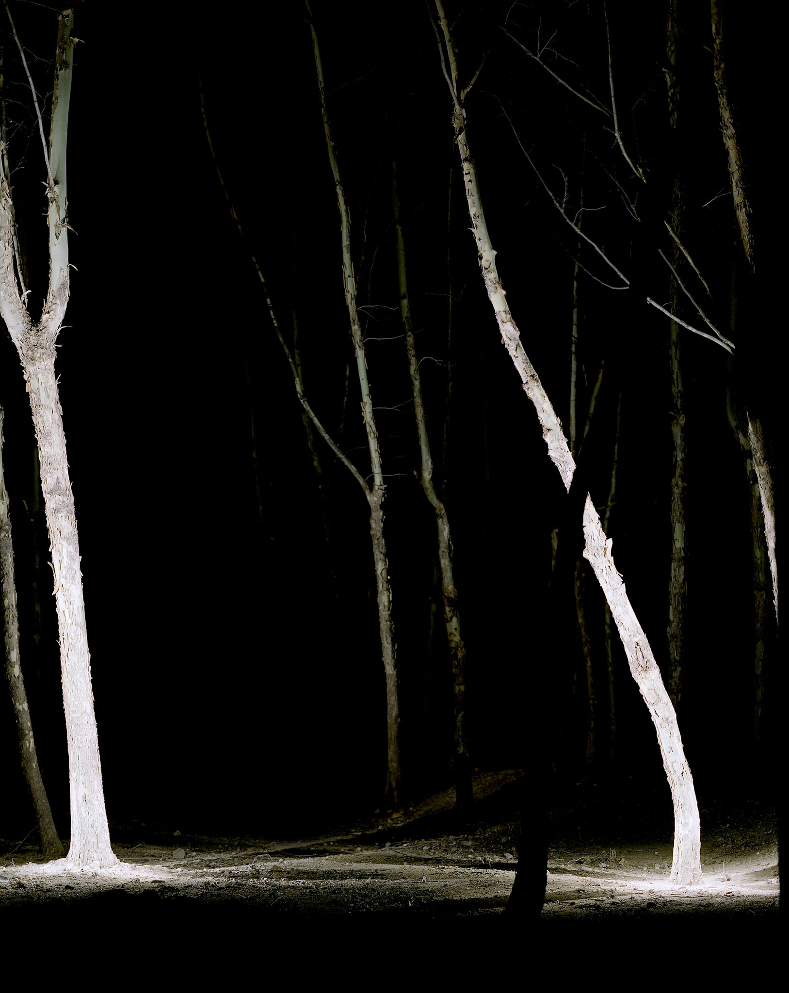 View the scenes #132 #Plant #Tree #CE2005 #120x100cm