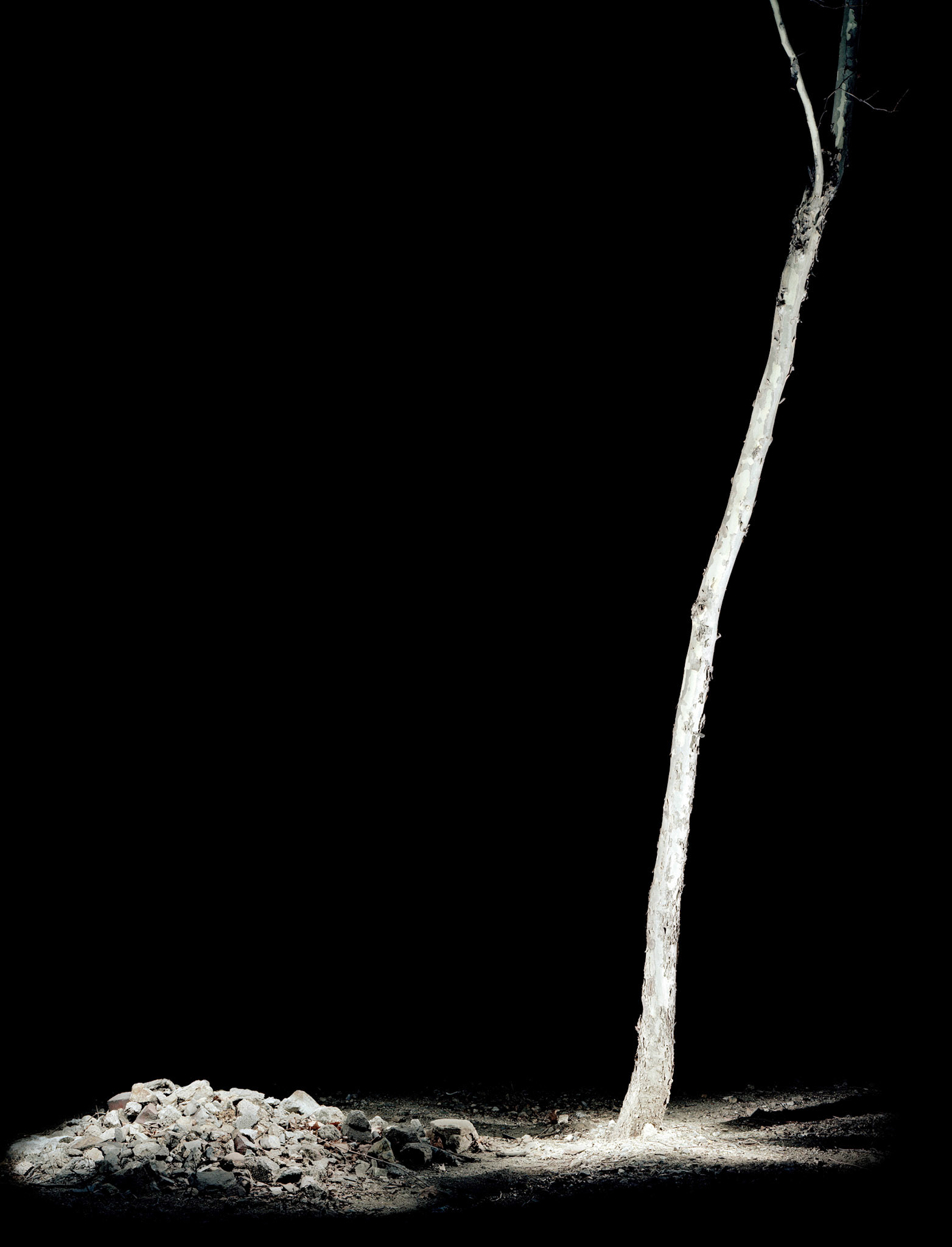 View the scenes #131 #Plant #Tree #CE2005 #120x100cm