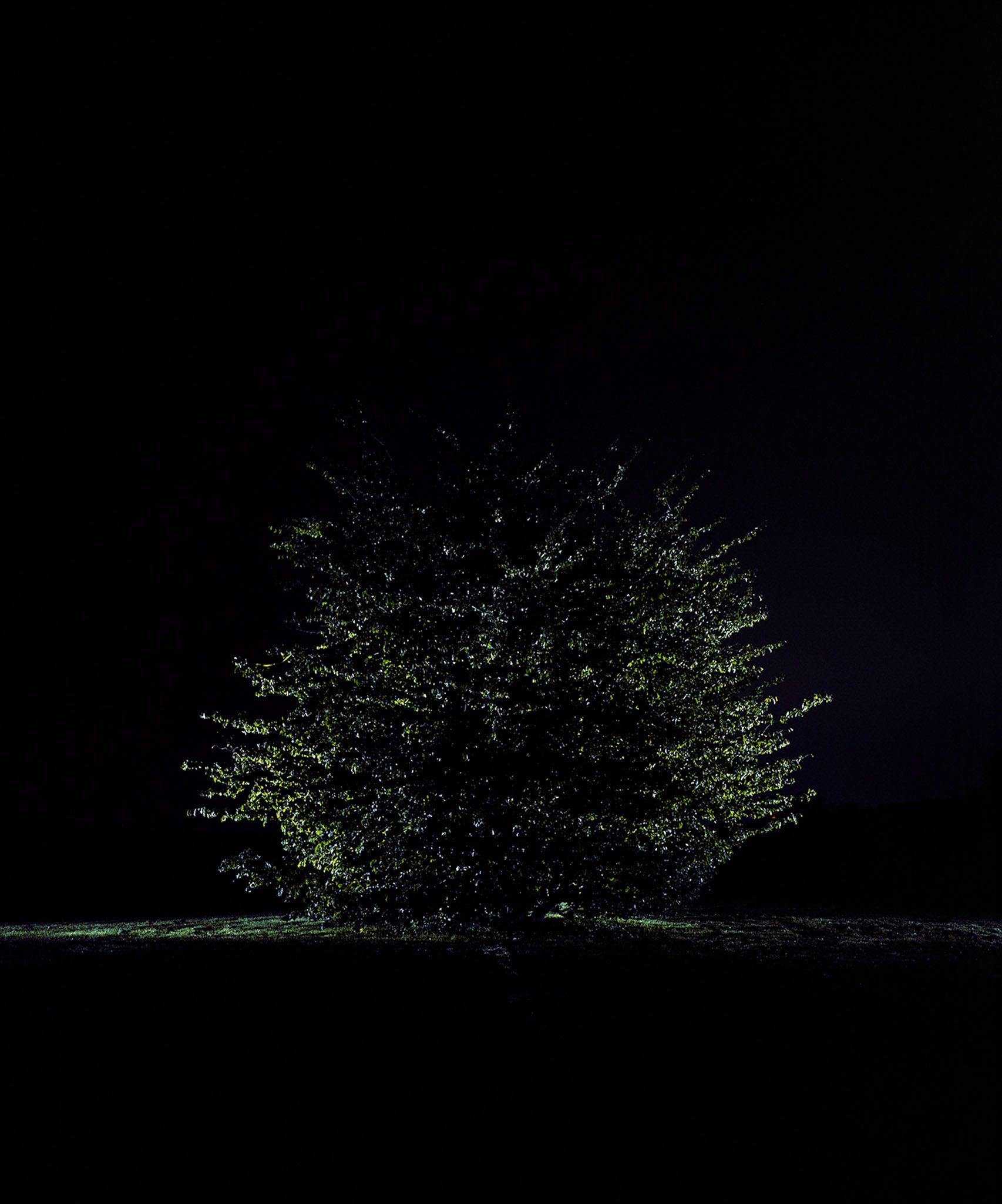 View the scenes #917 #Plant #Tree #CE2014 #120x100cm