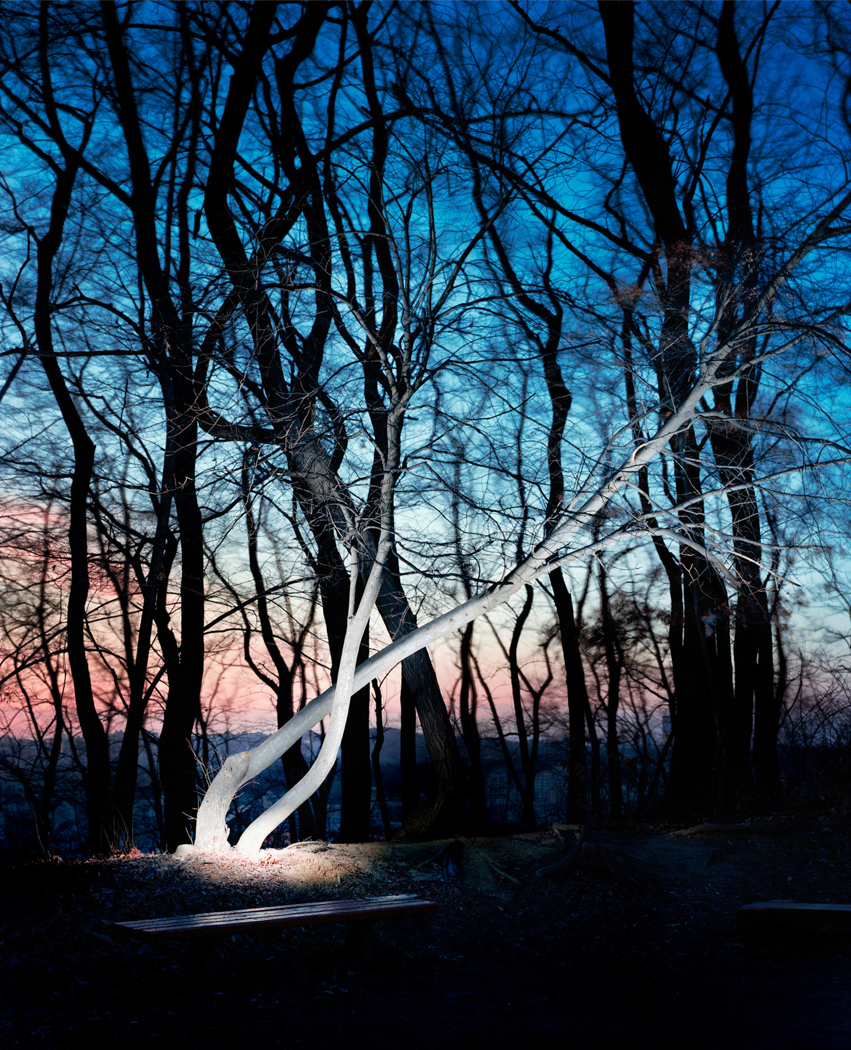 View the scenes #171 #Plant #Tree #CE2005 #120x100cm