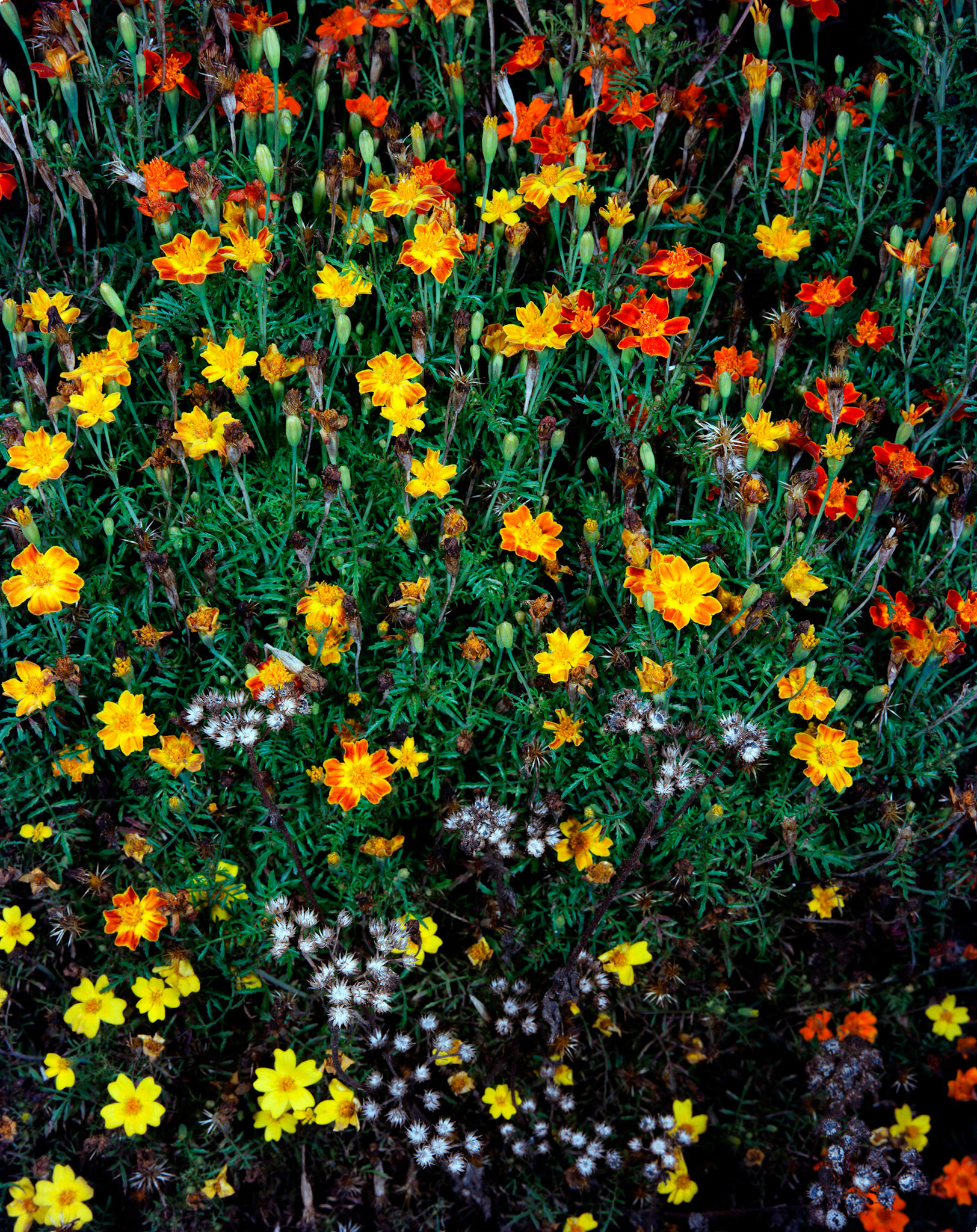 View the scenes #510 #Plant #Flower #CE2008 #100x80cm