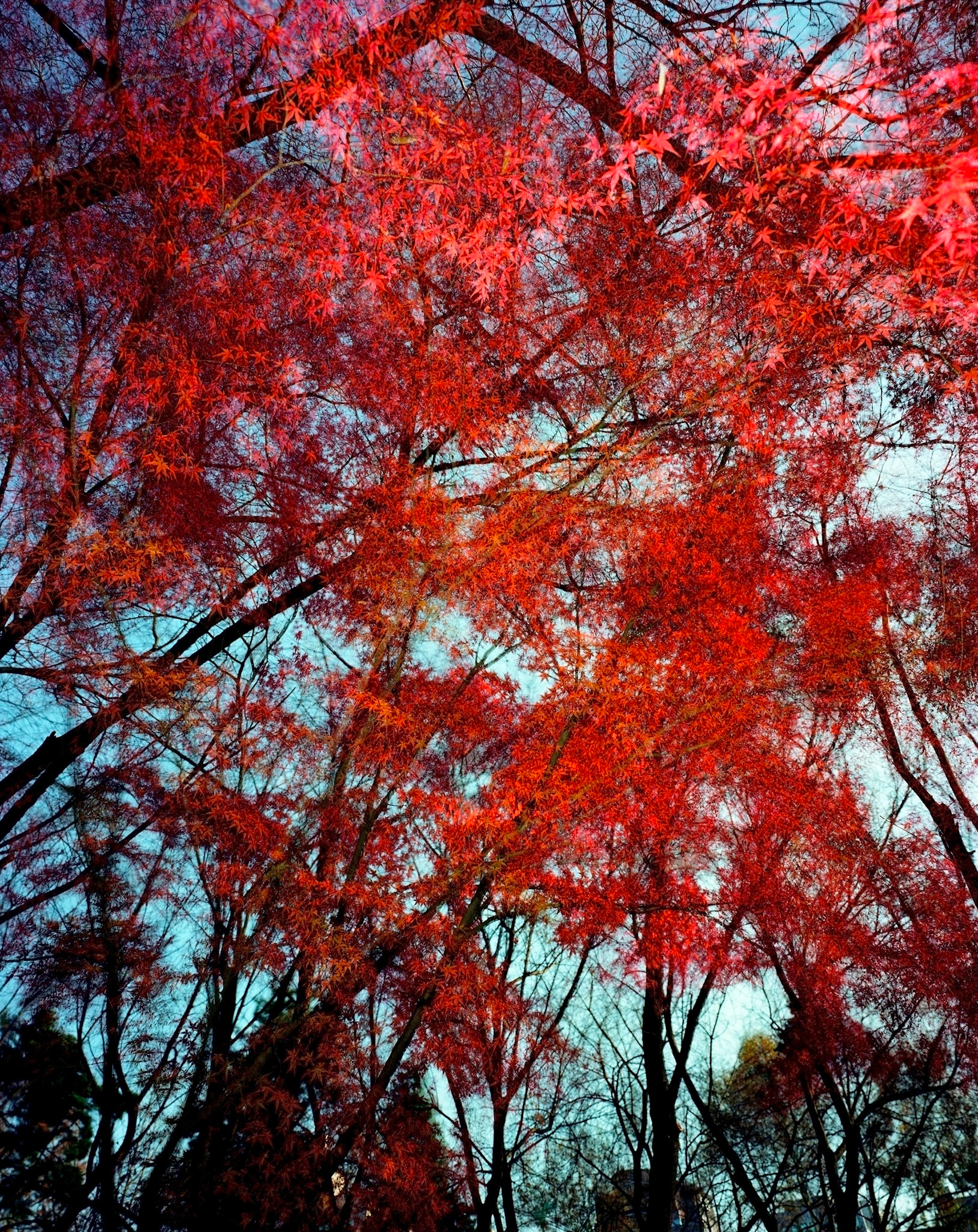 View the scenes #192 #Plant #Tree #CE2005 #120x100cm.jpg