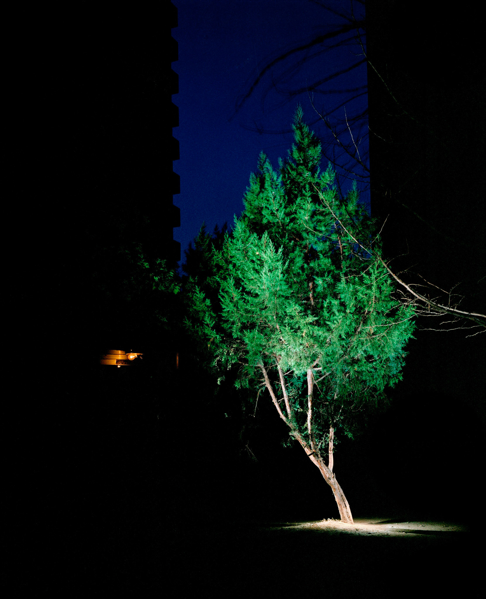 View the scenes #175 #Plant #Tree #CE2005 #60x50cm