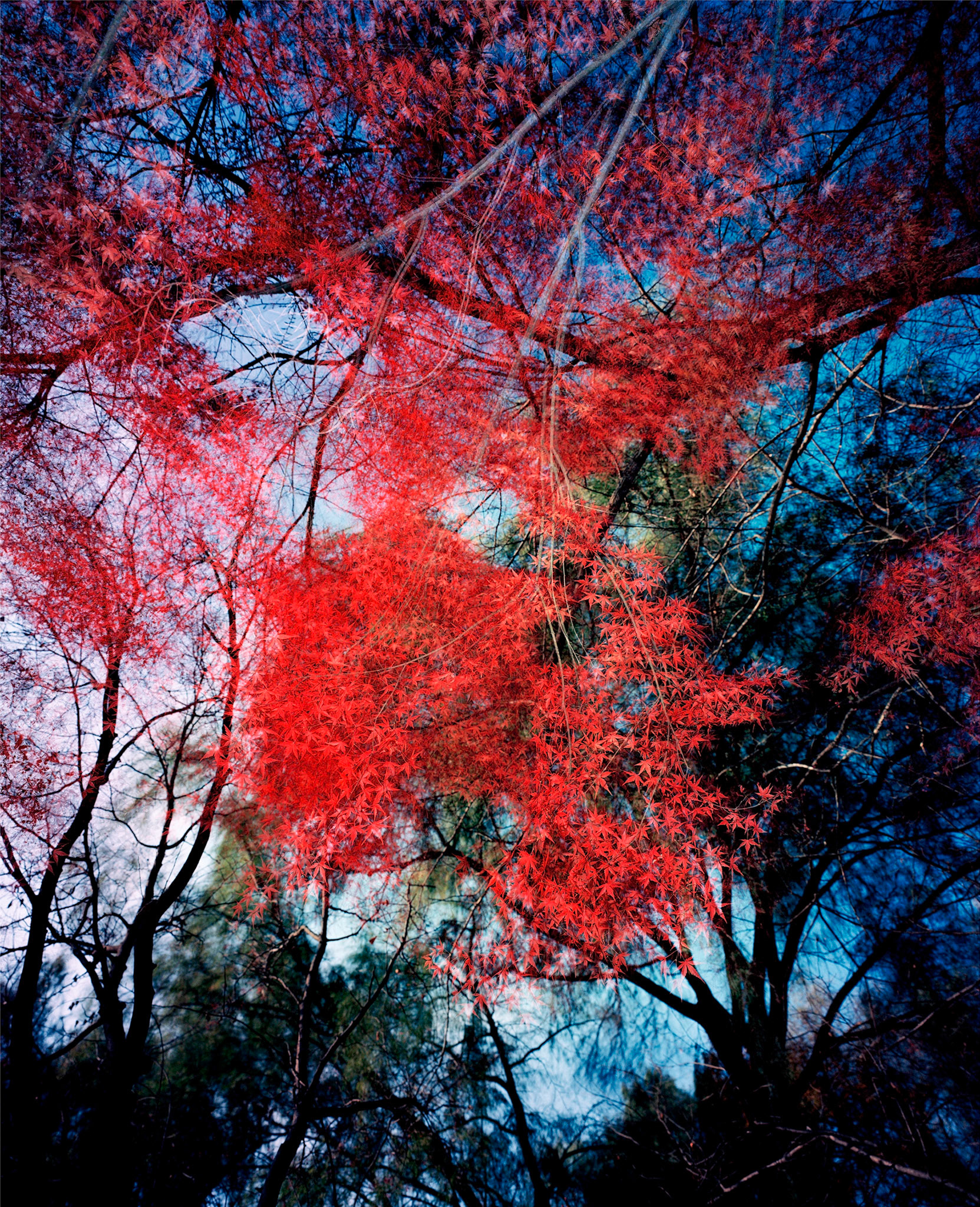 View the scenes #190 #Plant #Tree #CE2005 #120x100cm