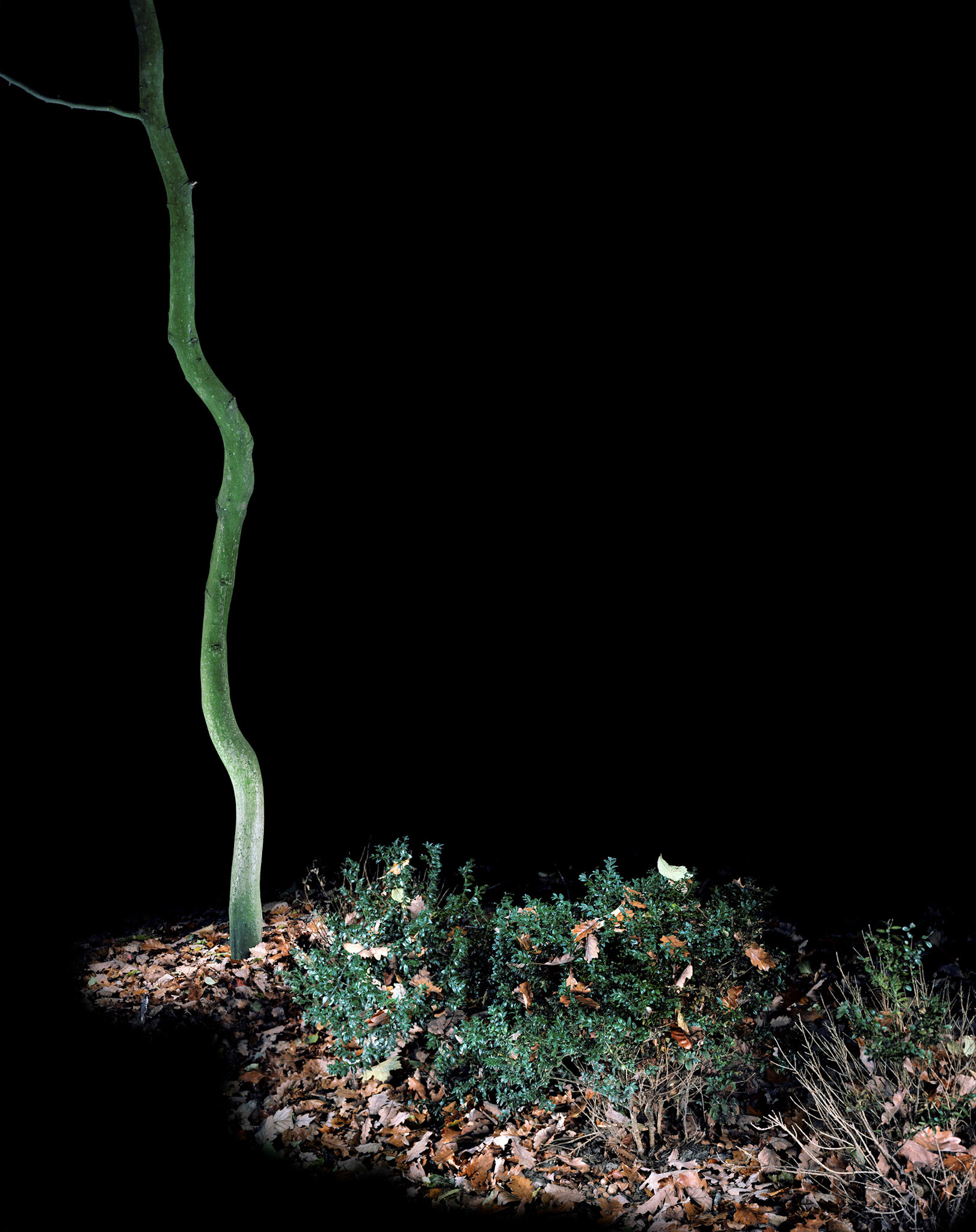 View the scenes #777 #Plant #Tree #CE2011 #60x50cm