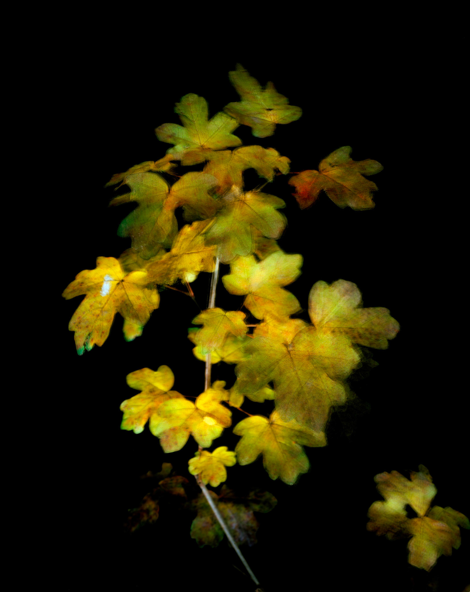 View the scenes #780 #Plant #Leaf #CE2011 #60x50cm