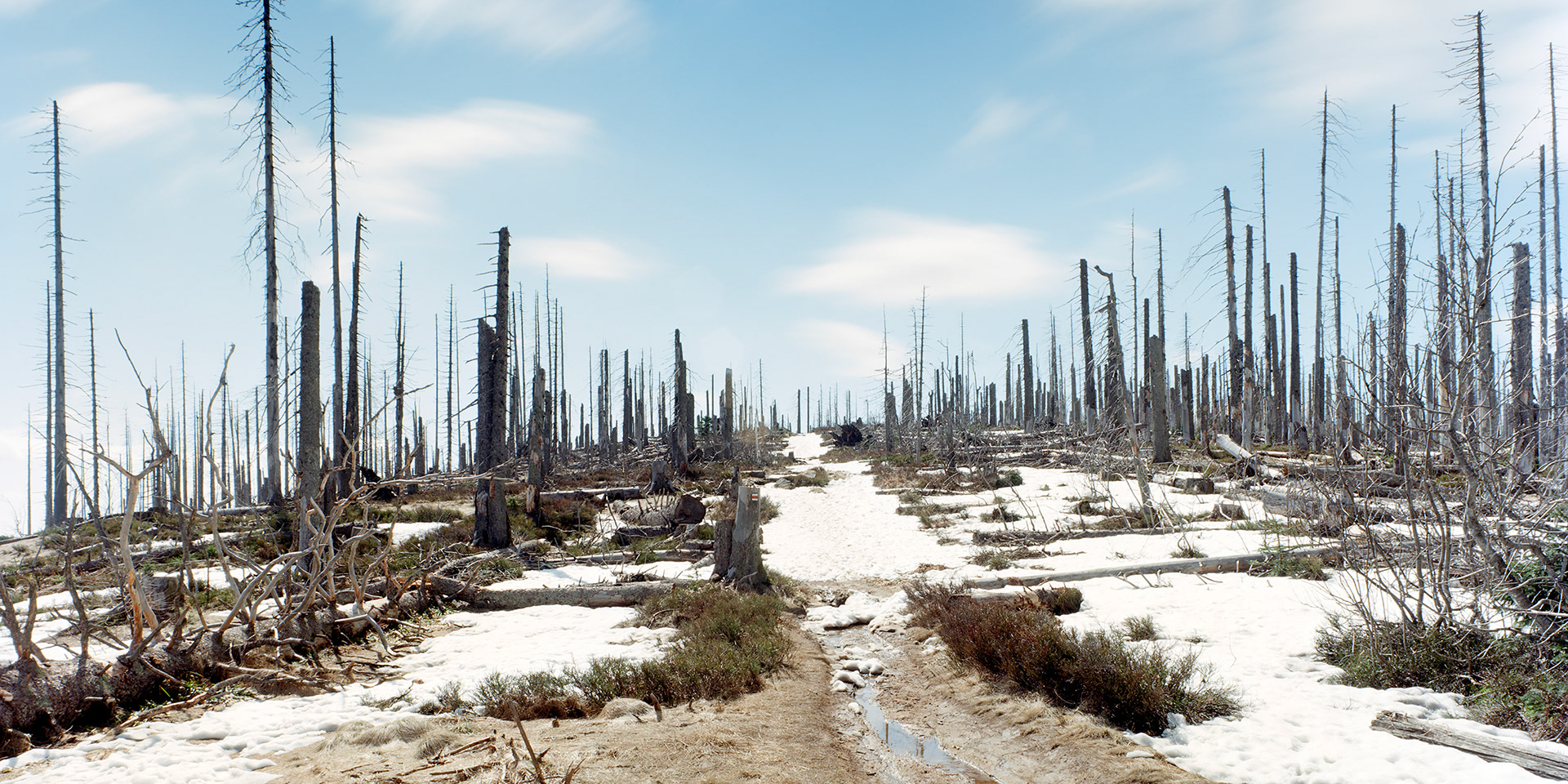 View the scenes #1076 #Field #Border #AT-CZ-DE #Neureichenau #CE2016 #60x120cm