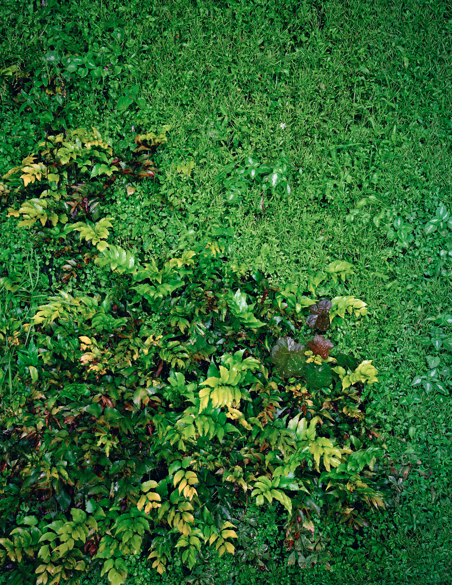 View the scenes #531 #Plant #Leaf #CE2008 #125x100cm