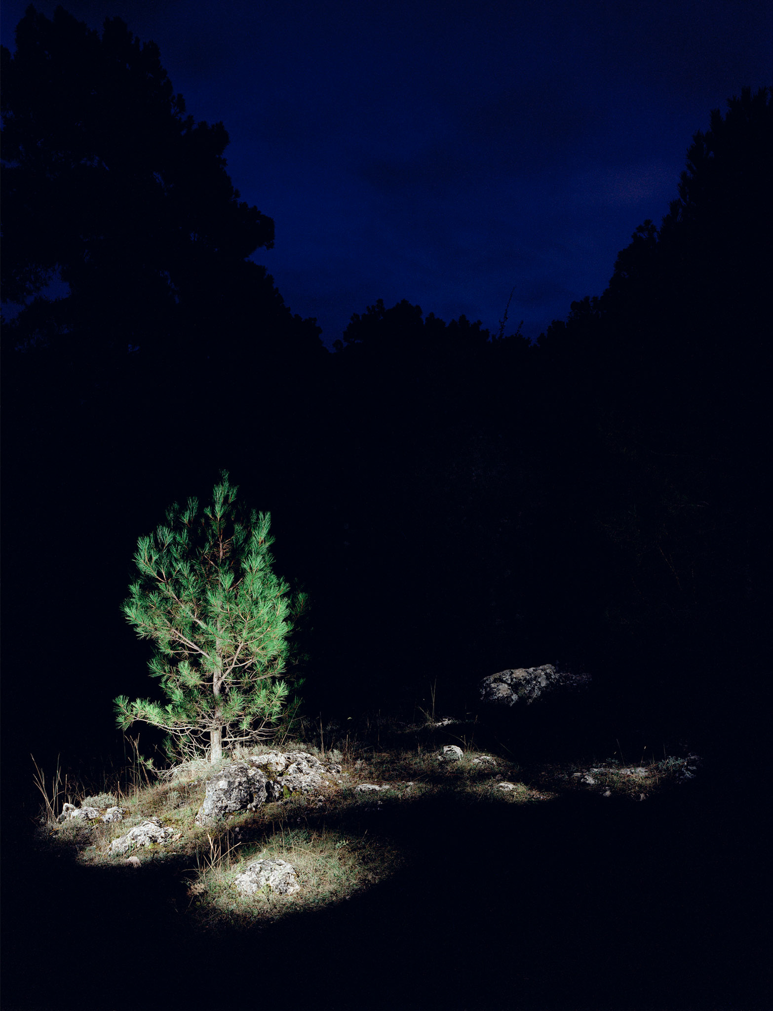 View the scenes #515 #Plant #Tree #CE2008 #60x50cm.jpg