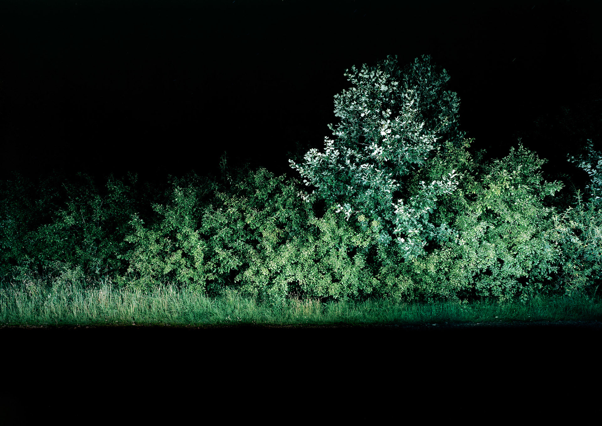 View the scenes #717 #Plant #Tree #CE2011 #100x140cm