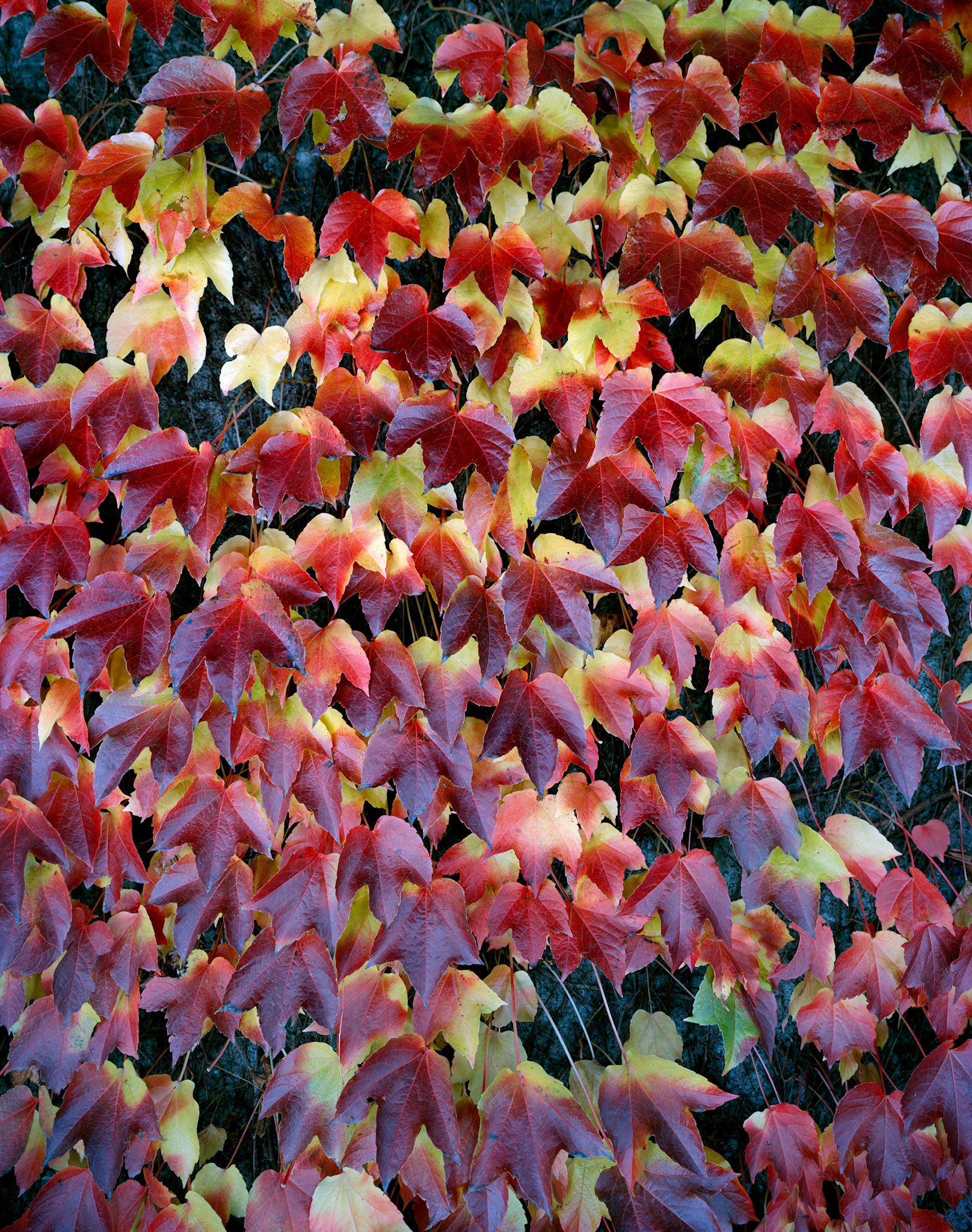 View the scenes #674 #Plant #Leaf #CE2010 #100x80cm