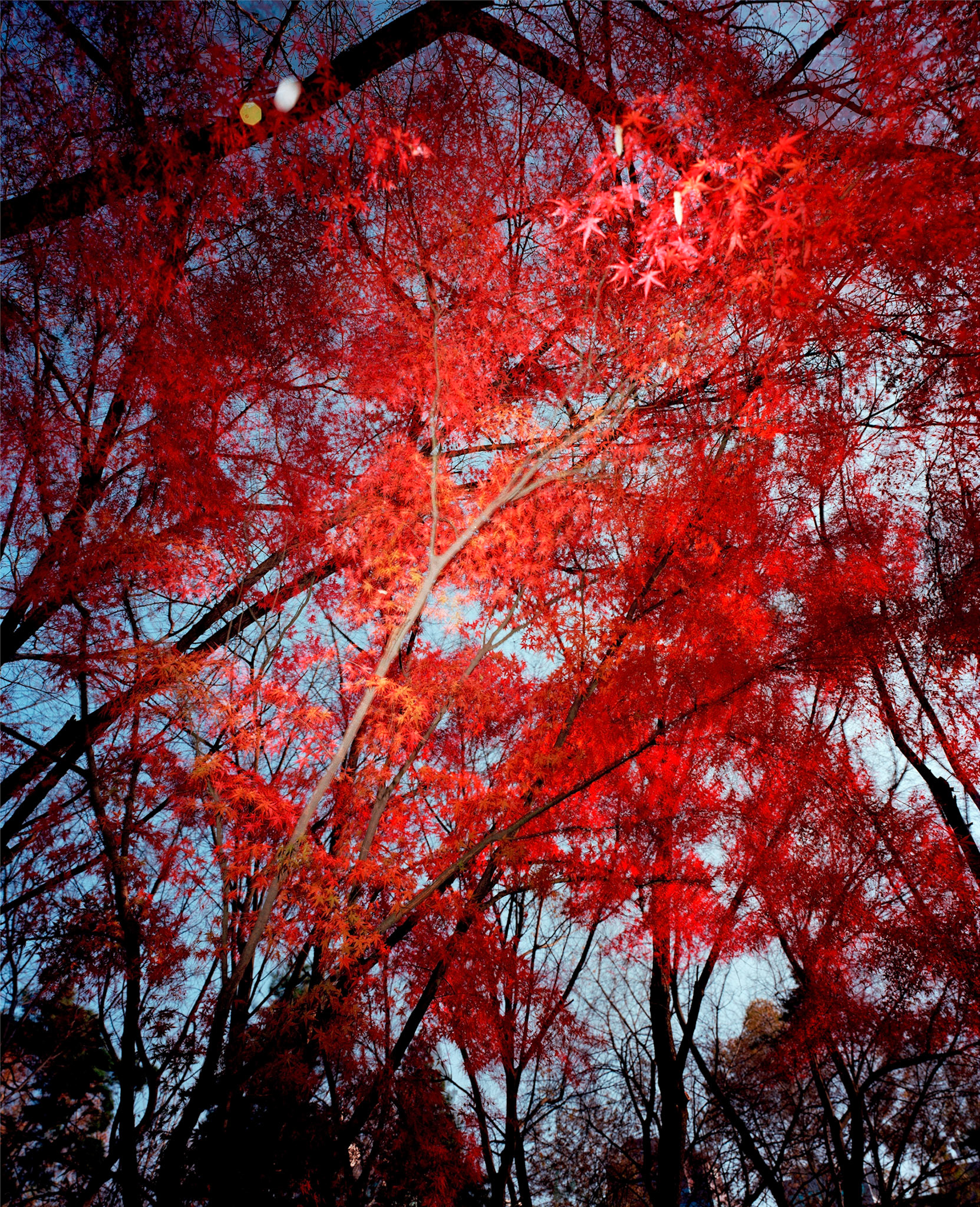 View the scenes #191 #Plant #Tree #CE2005 #120x100cm