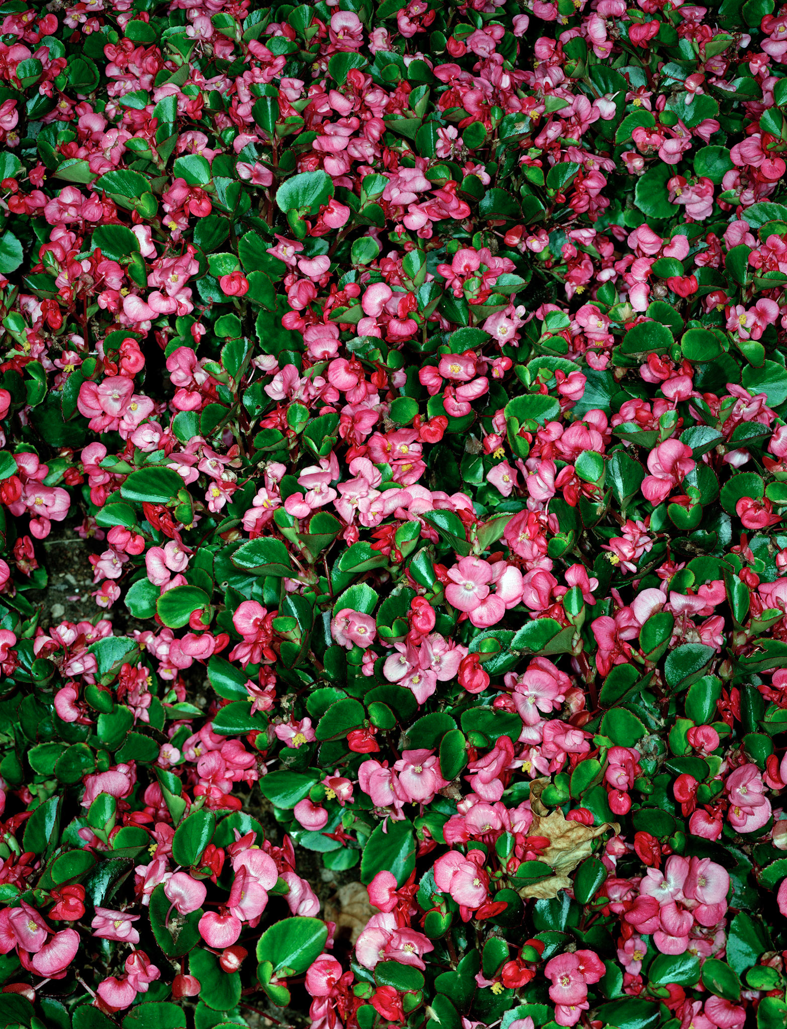 View the scenes #492 #Plant #Flower #CE2008 #125x100cm