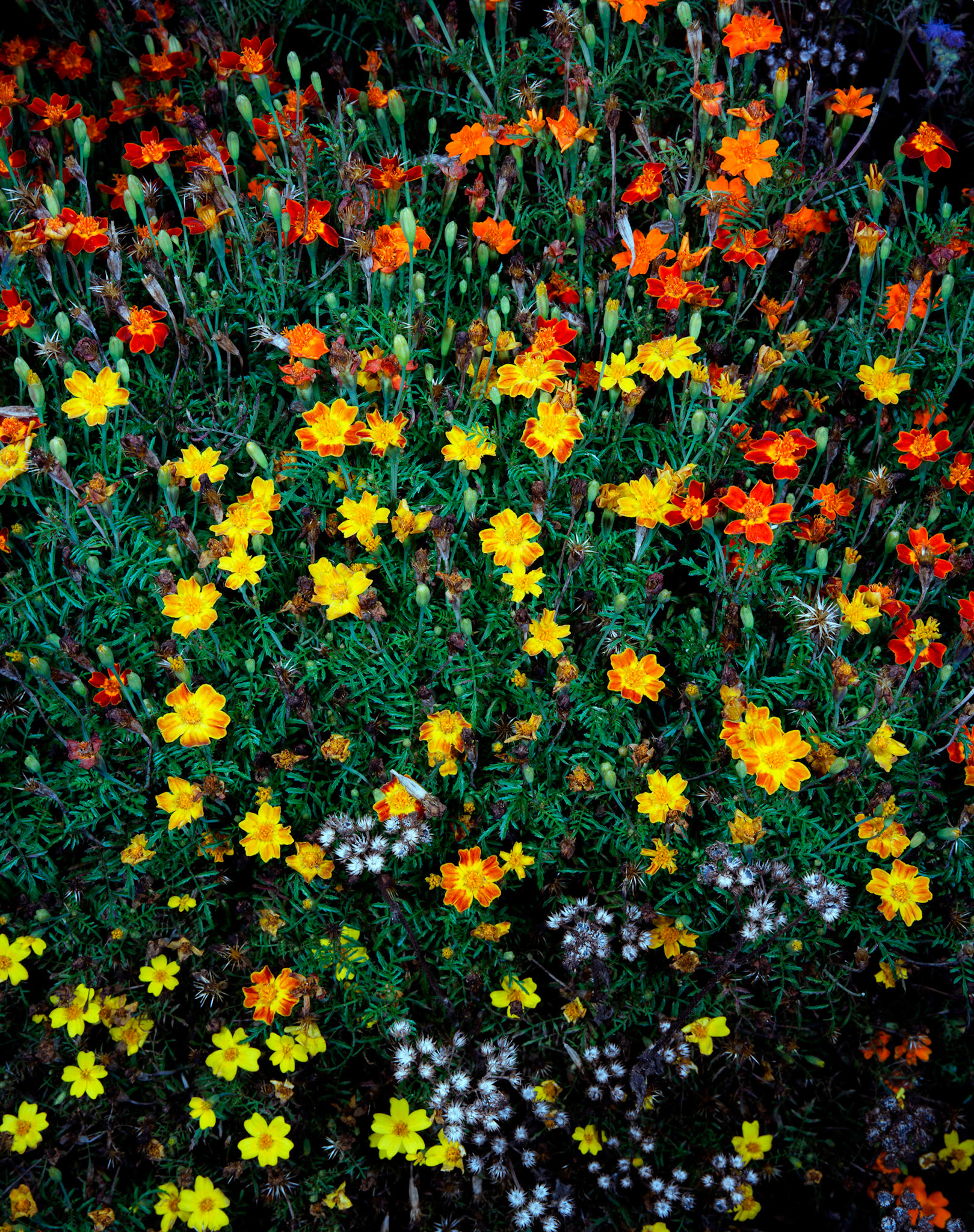 View the scenes #509 #Plant #Flower #CE2008 #100x80cm