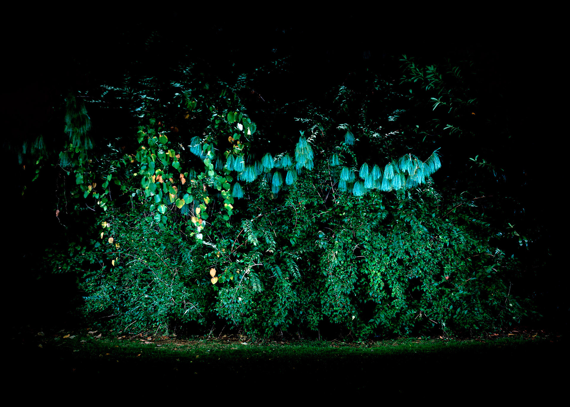 View the scenes #805 #Plant #Tree #CE2012 #100x140cm