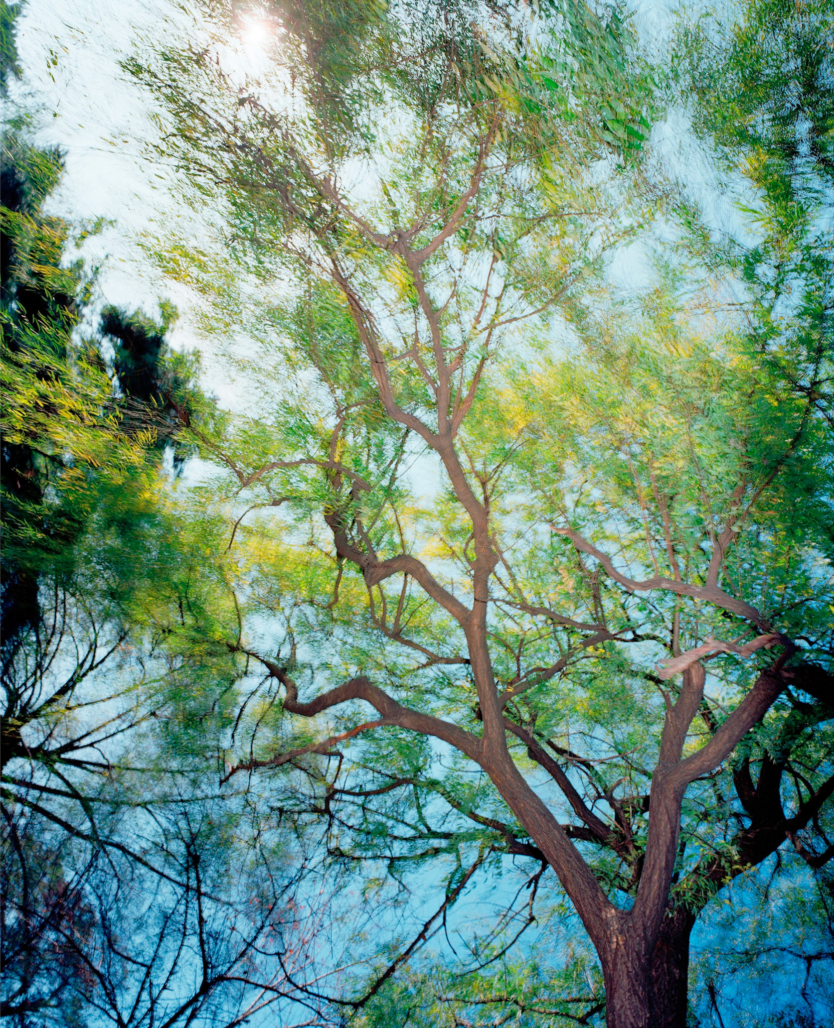 View the scenes #181 #Plant #Tree #CE2005 #60x50cm