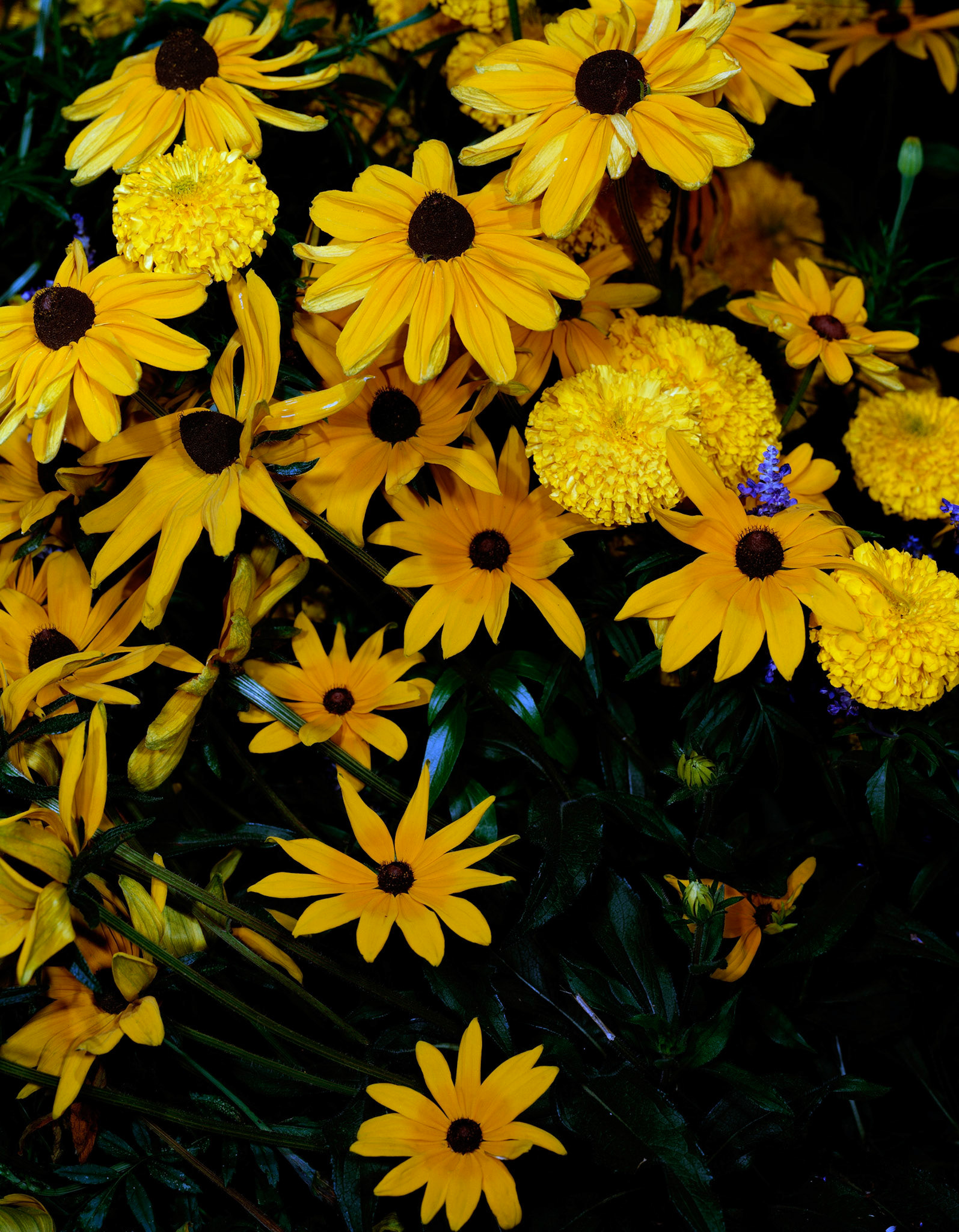 View the scenes #500 #Plant #Flower #CE2008 #60x50cm