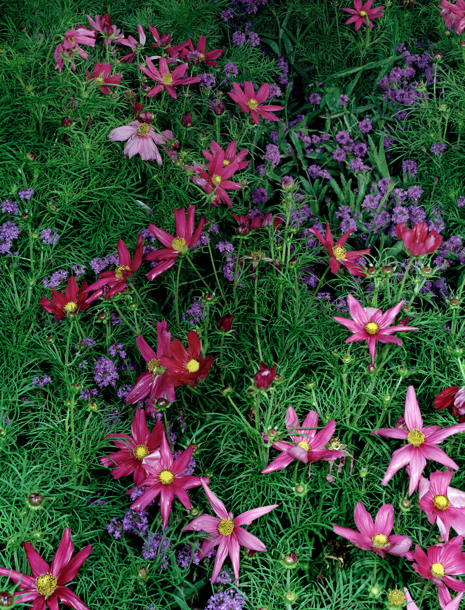 View the scenes #481 #Plant #Flower #CE2008 #100x80cm