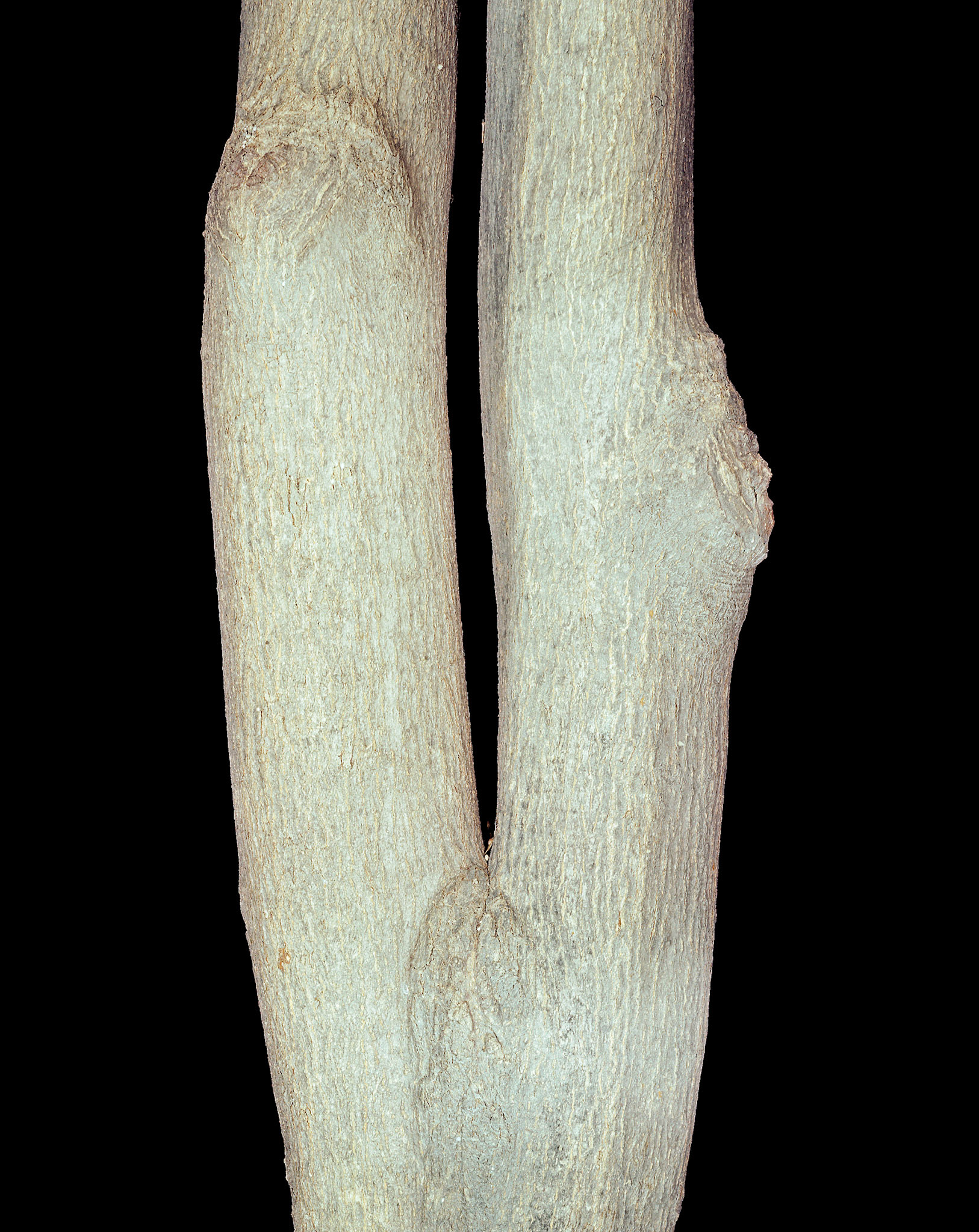 View the scenes #61 #Plant #Branch #CE2003 #60x50cm