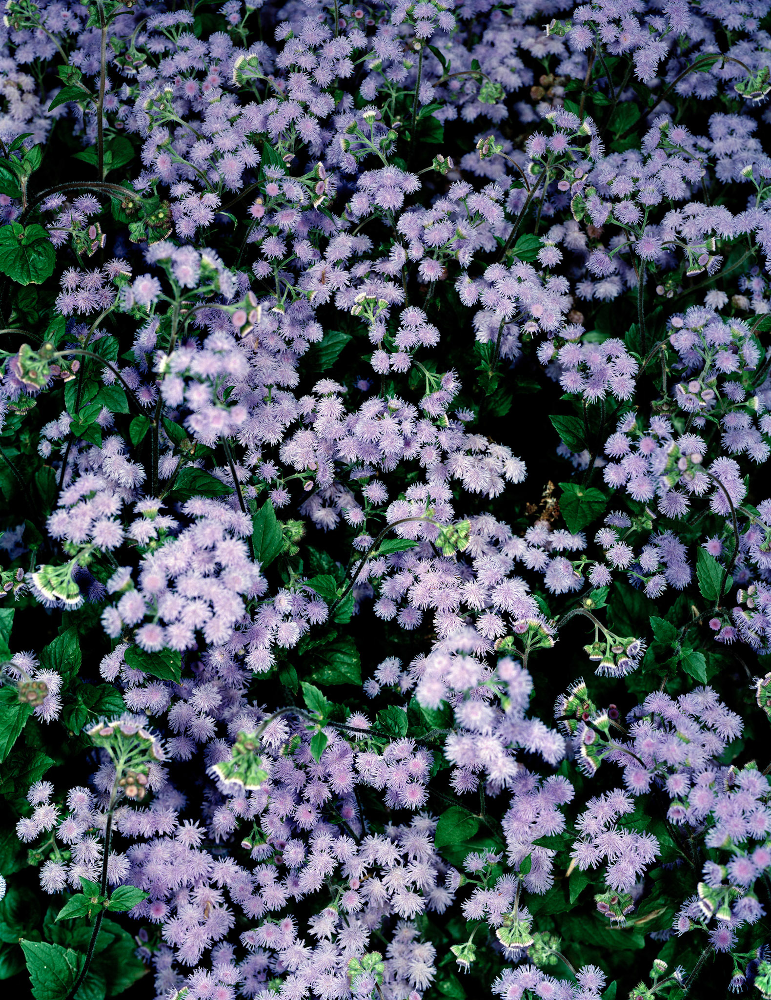 View the scenes #494 #Plant #Flower #CE2008 #125x100cm
