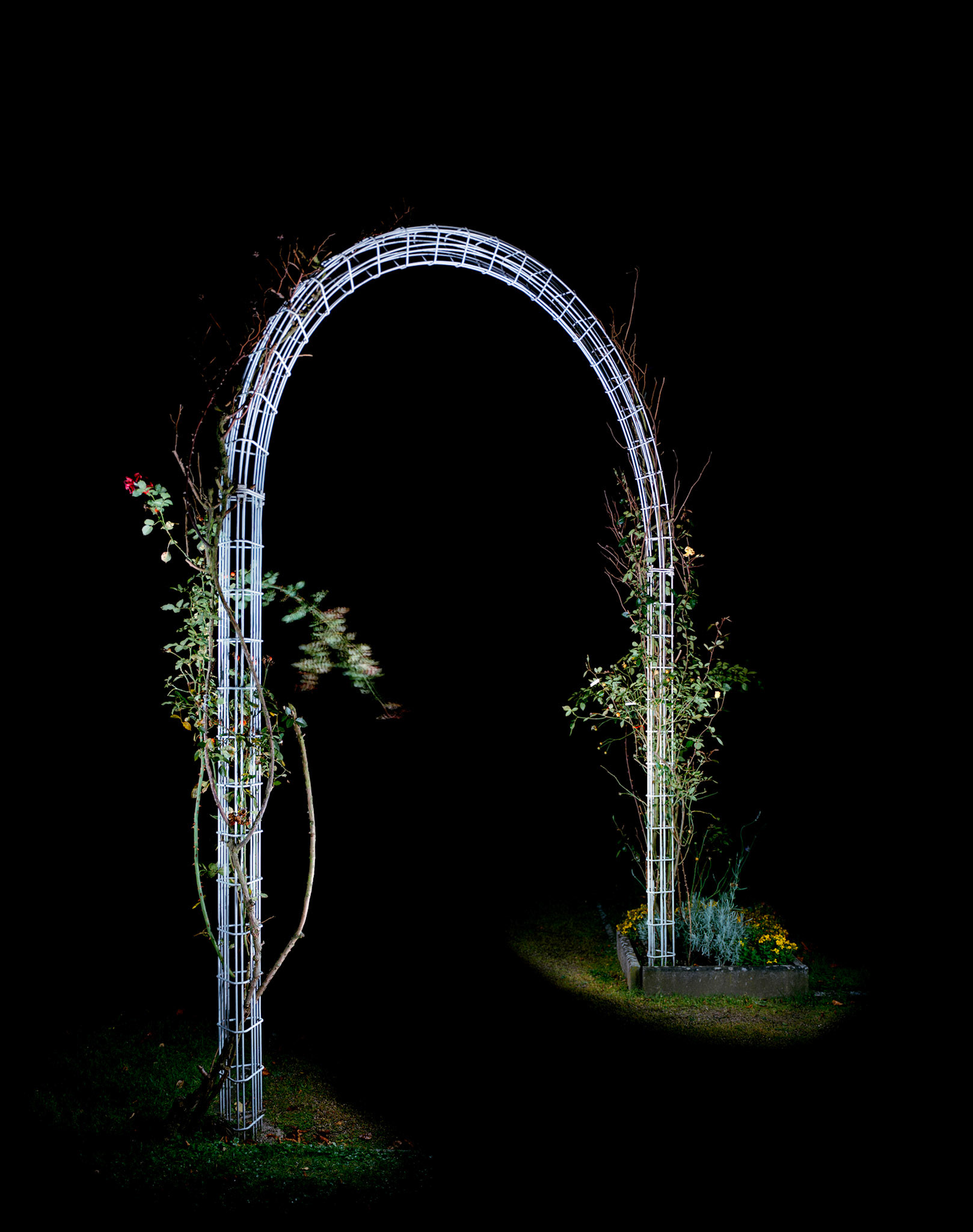 View the scenes #676 #Plant #Garden #CE2010 #100x80cm