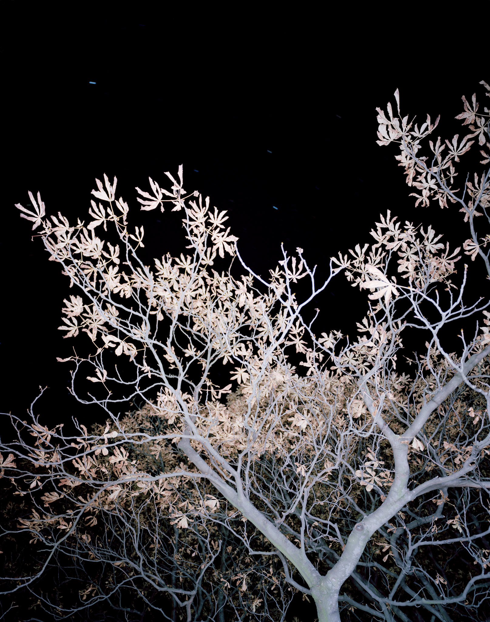 View the scenes #677 #Plant #Tree #CE2010 #120x100cm
